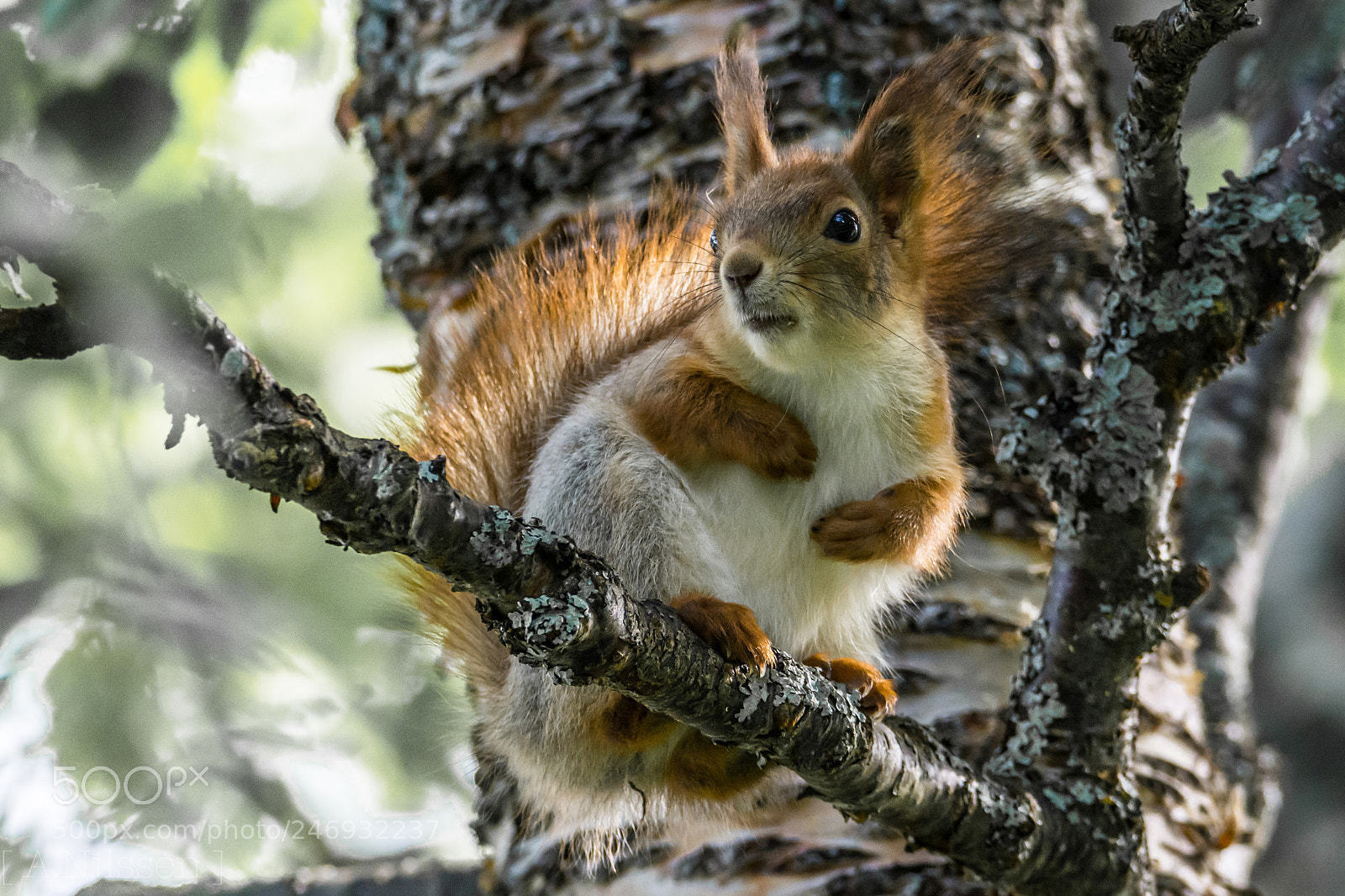Nikon D7100 sample photo. Squirrel photography