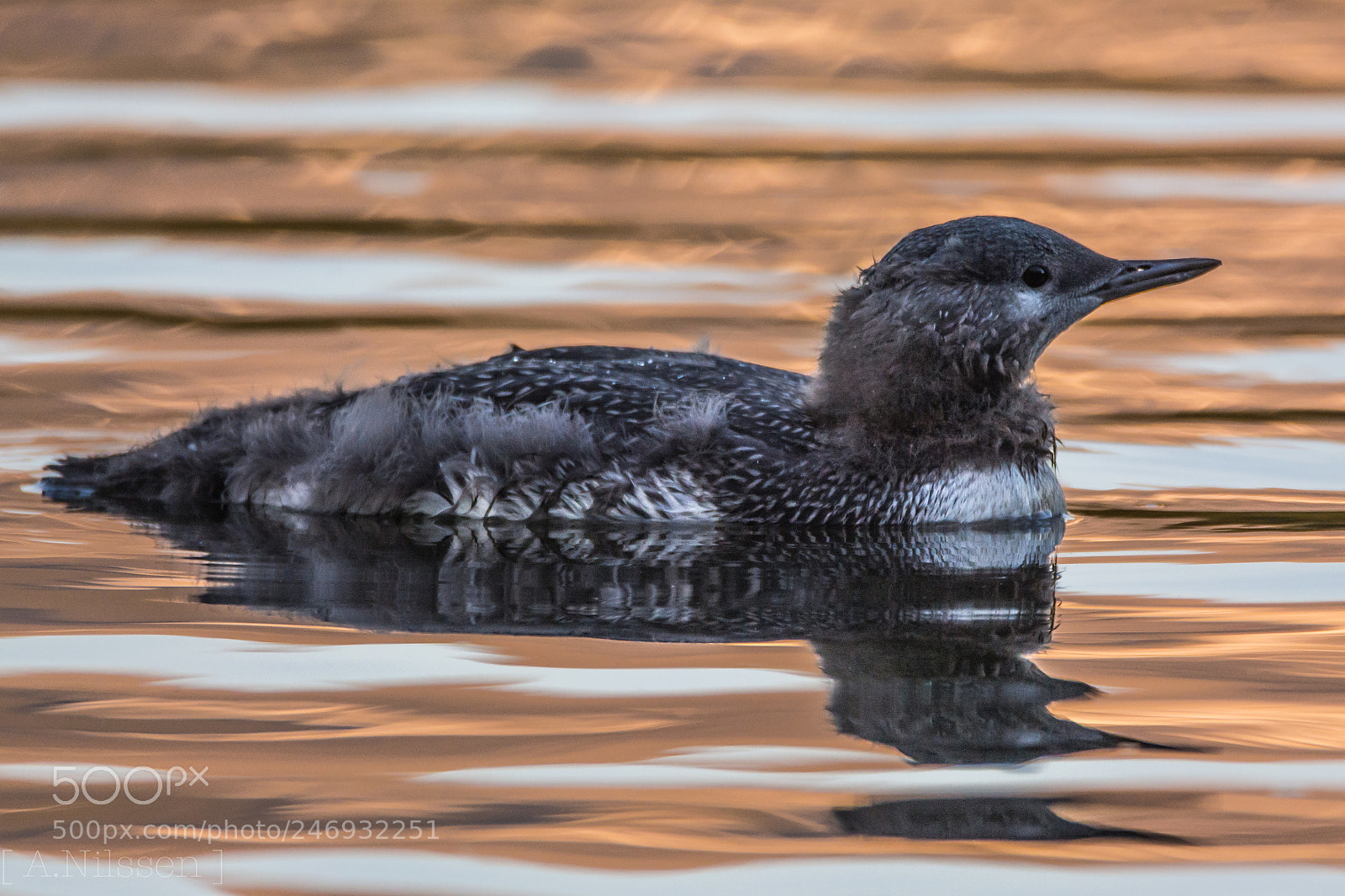 Nikon D7100 sample photo. Red throated diver photography