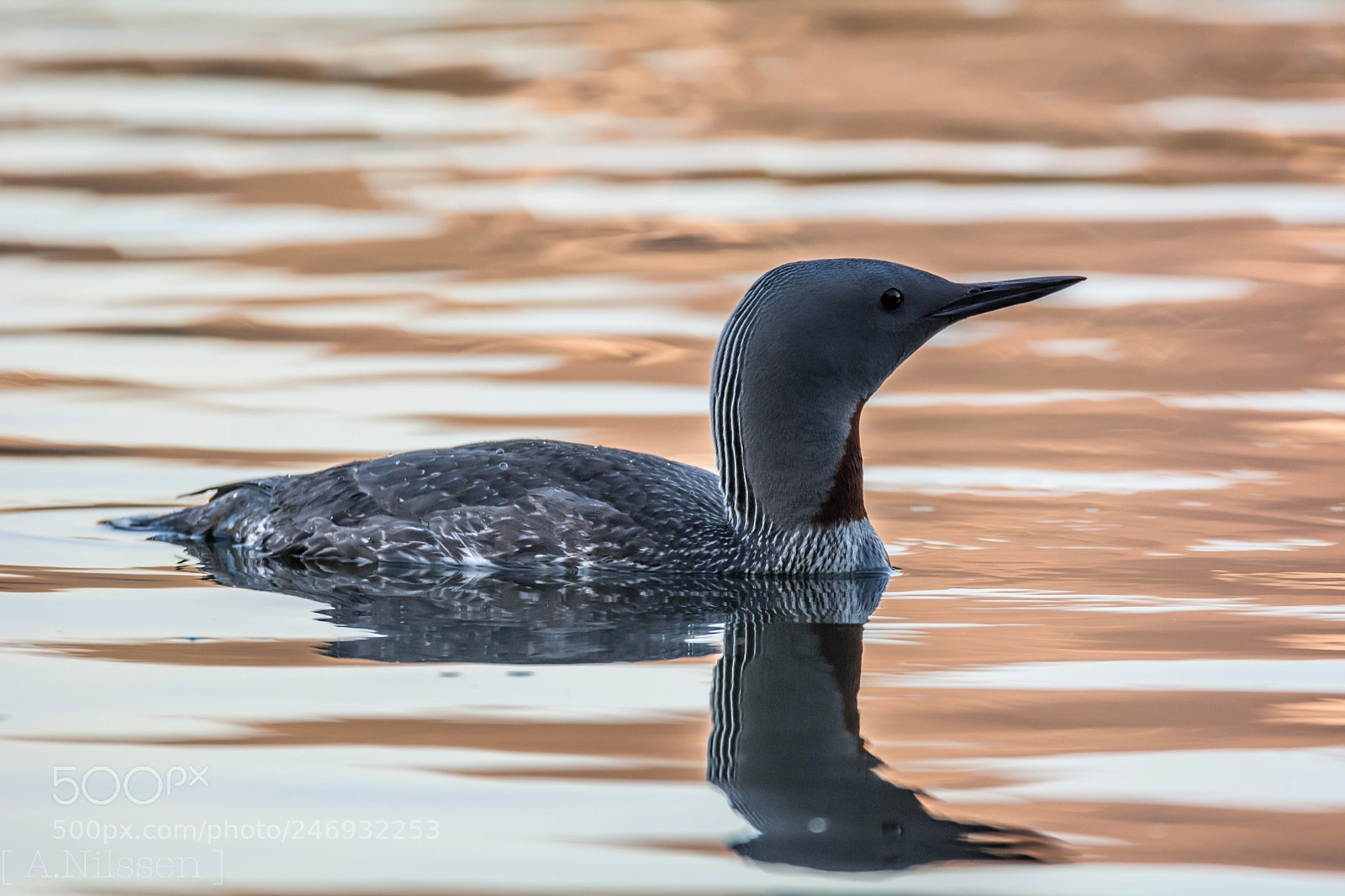 Nikon D7100 sample photo. Red throated diver photography