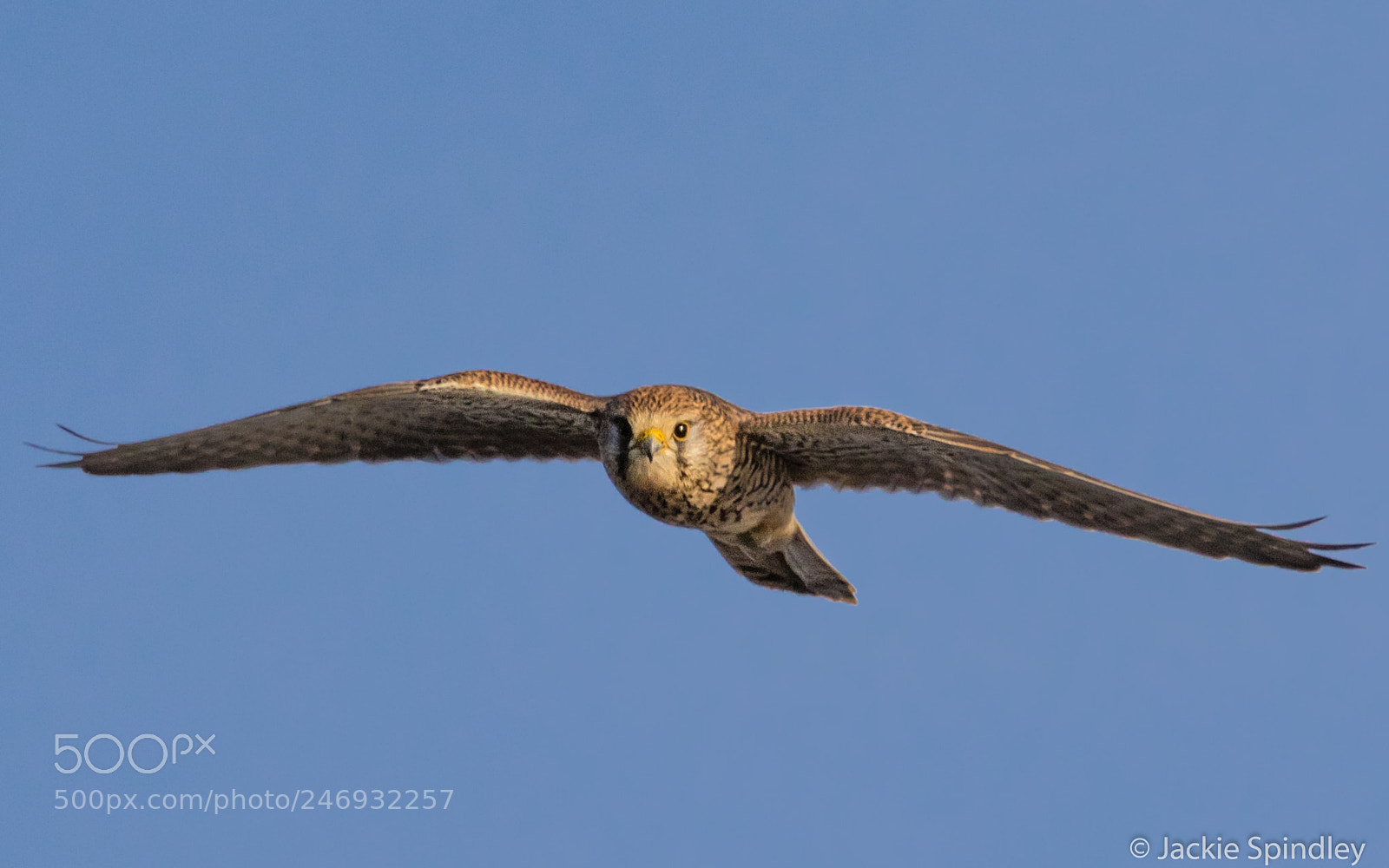 Canon EOS 7D Mark II sample photo. Eye contact photography