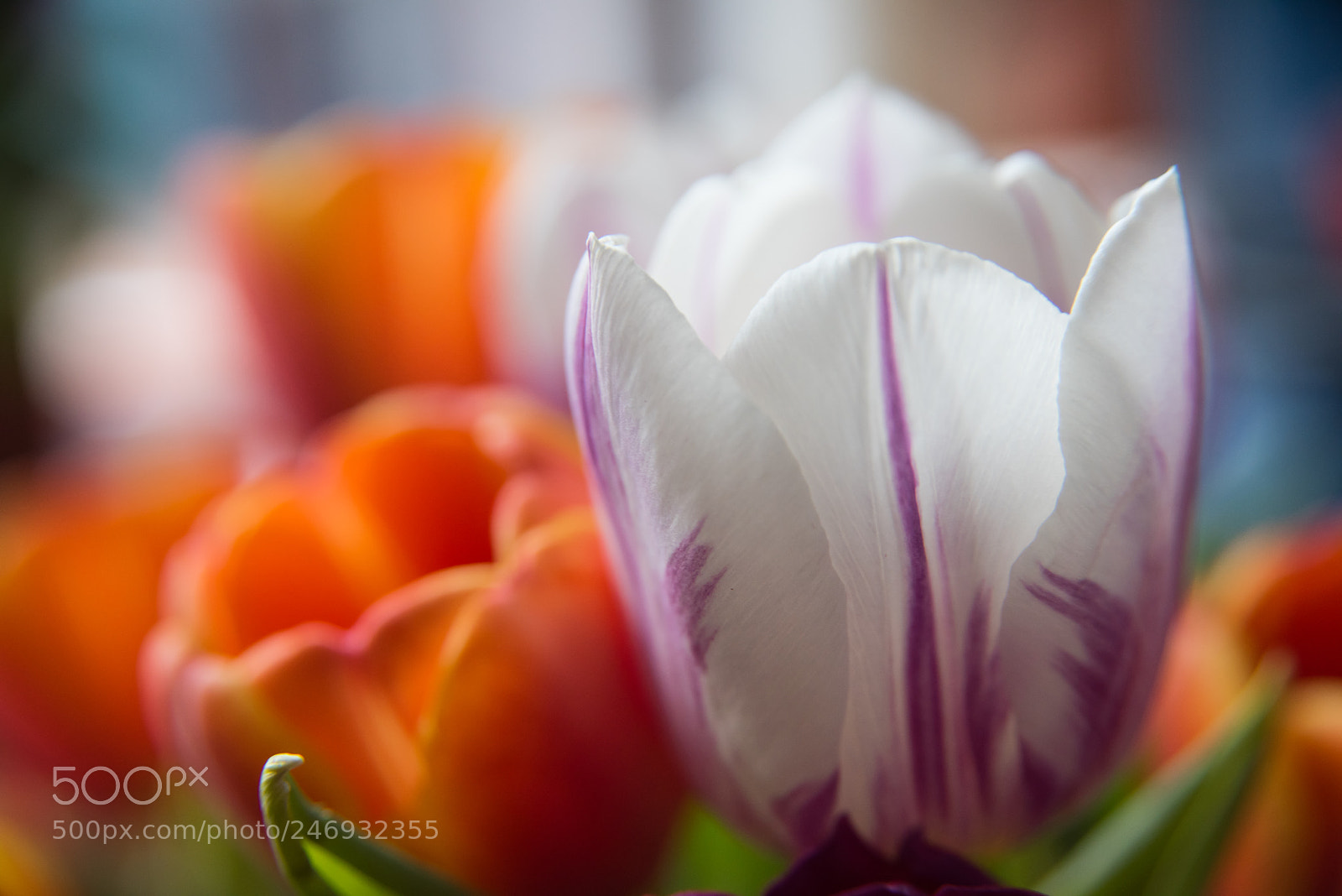 Nikon D810 sample photo. Untitled photography