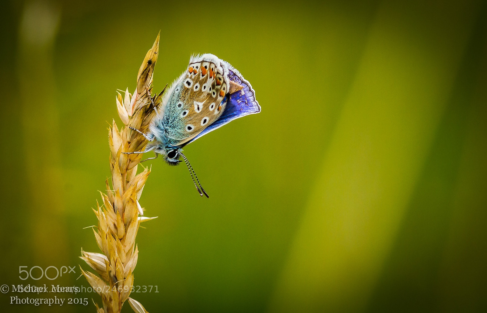 Canon EOS 7D sample photo. Common blue photography