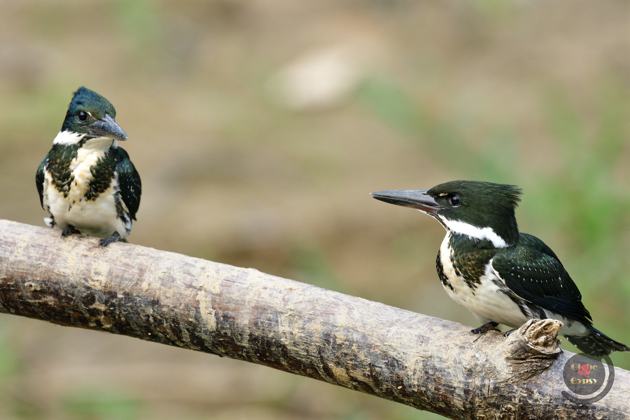 Nikon Nikkor AF-S 300mm F4E PF ED VR sample photo. Kingfisher duet photography