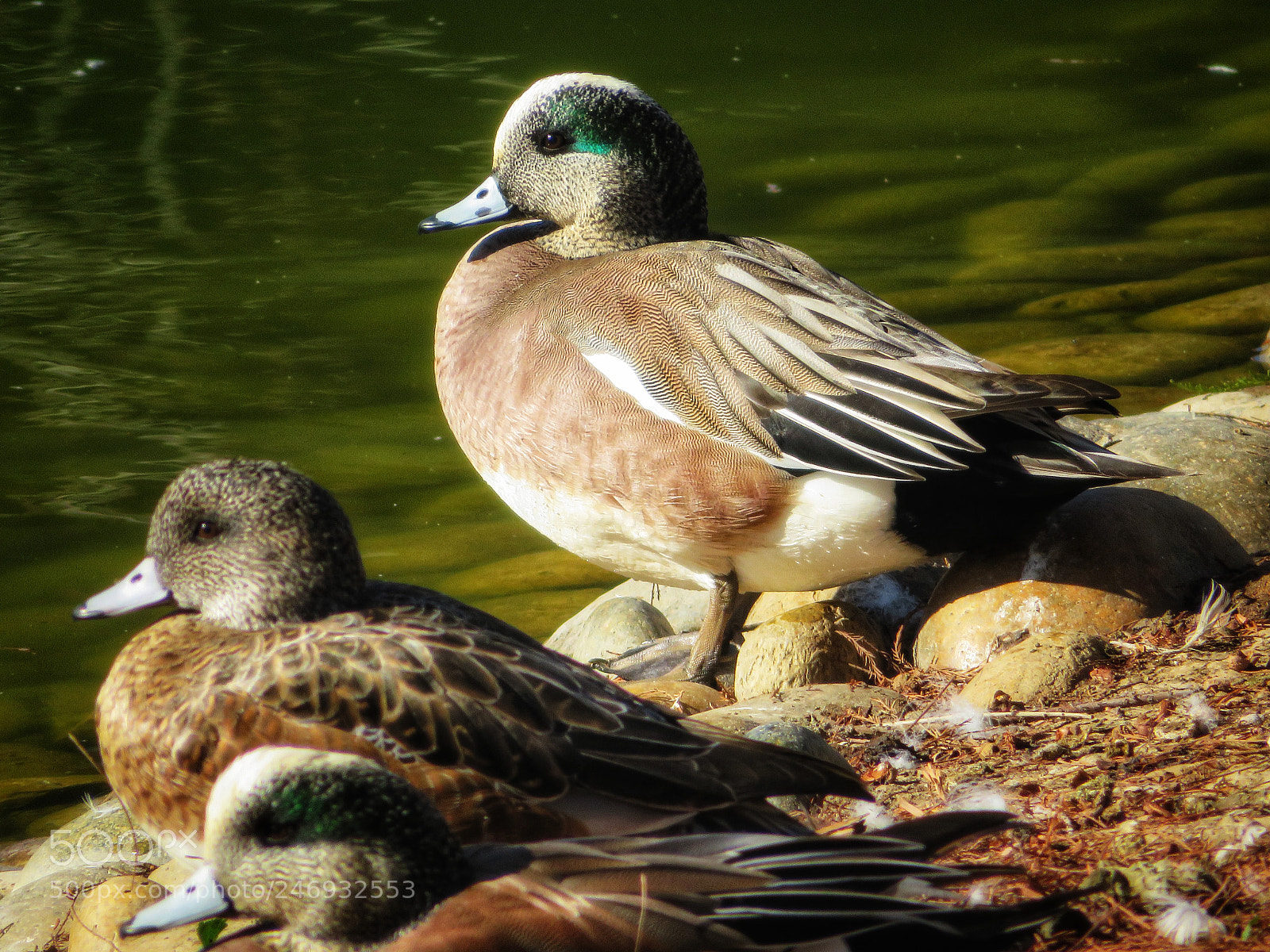 Canon PowerShot SX720 HS sample photo. Sunbathing widgeons photography