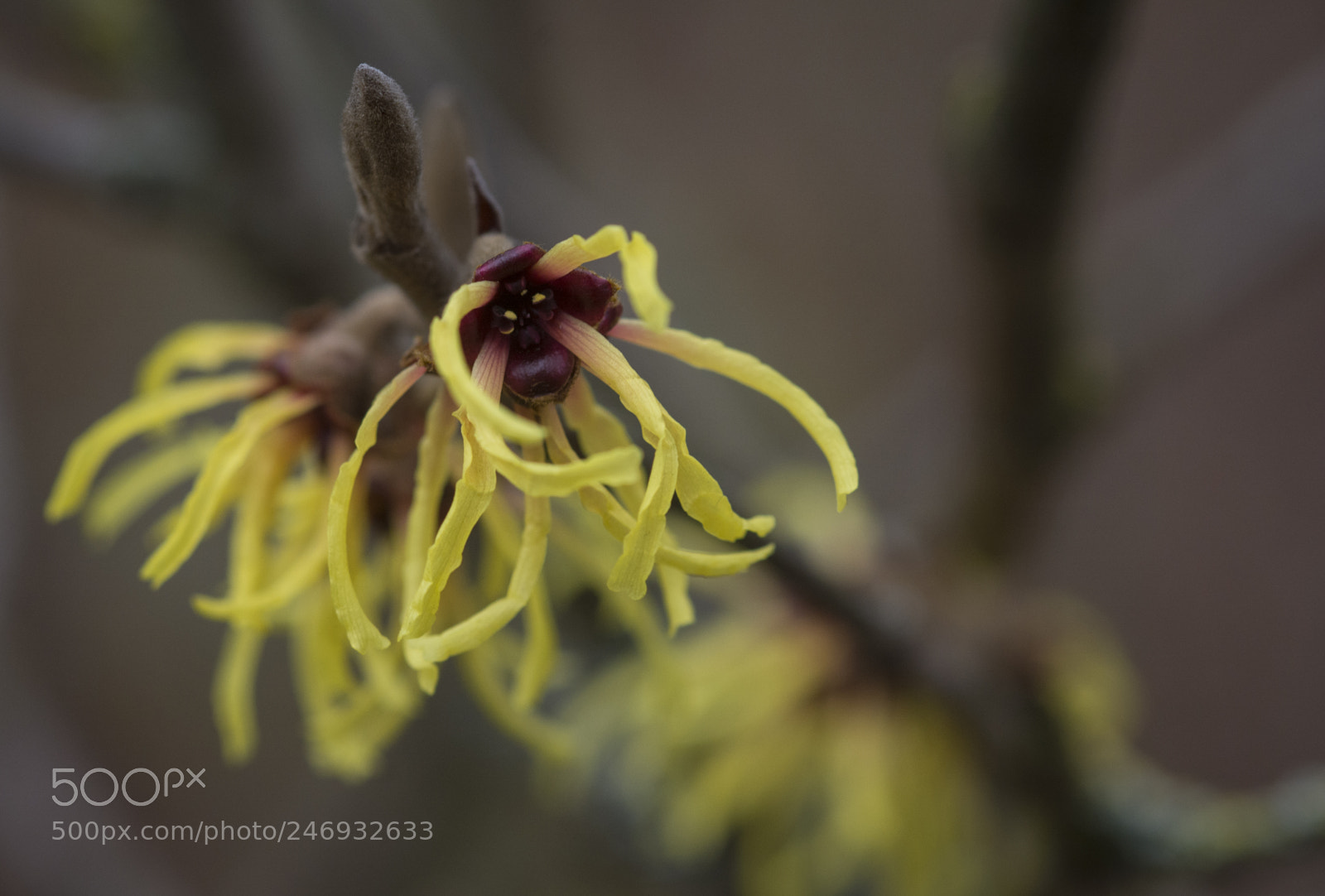 Nikon D7100 sample photo. Witch hazel - blossom photography