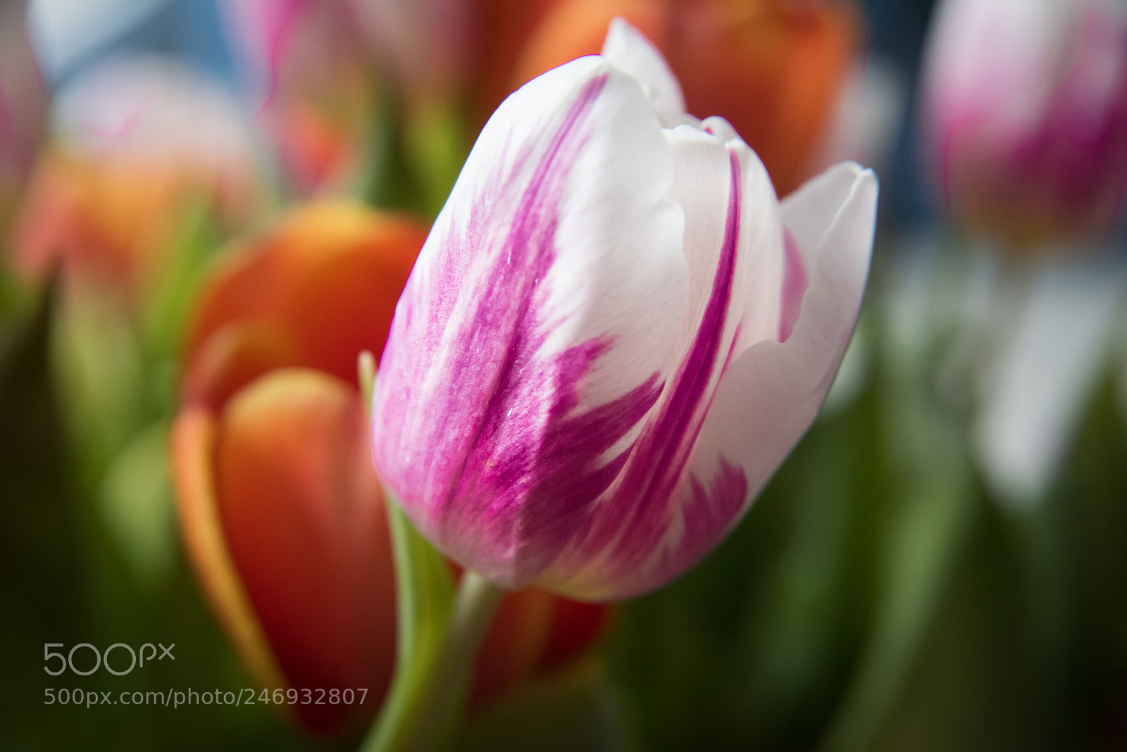 Nikon D810 sample photo. Untitled photography