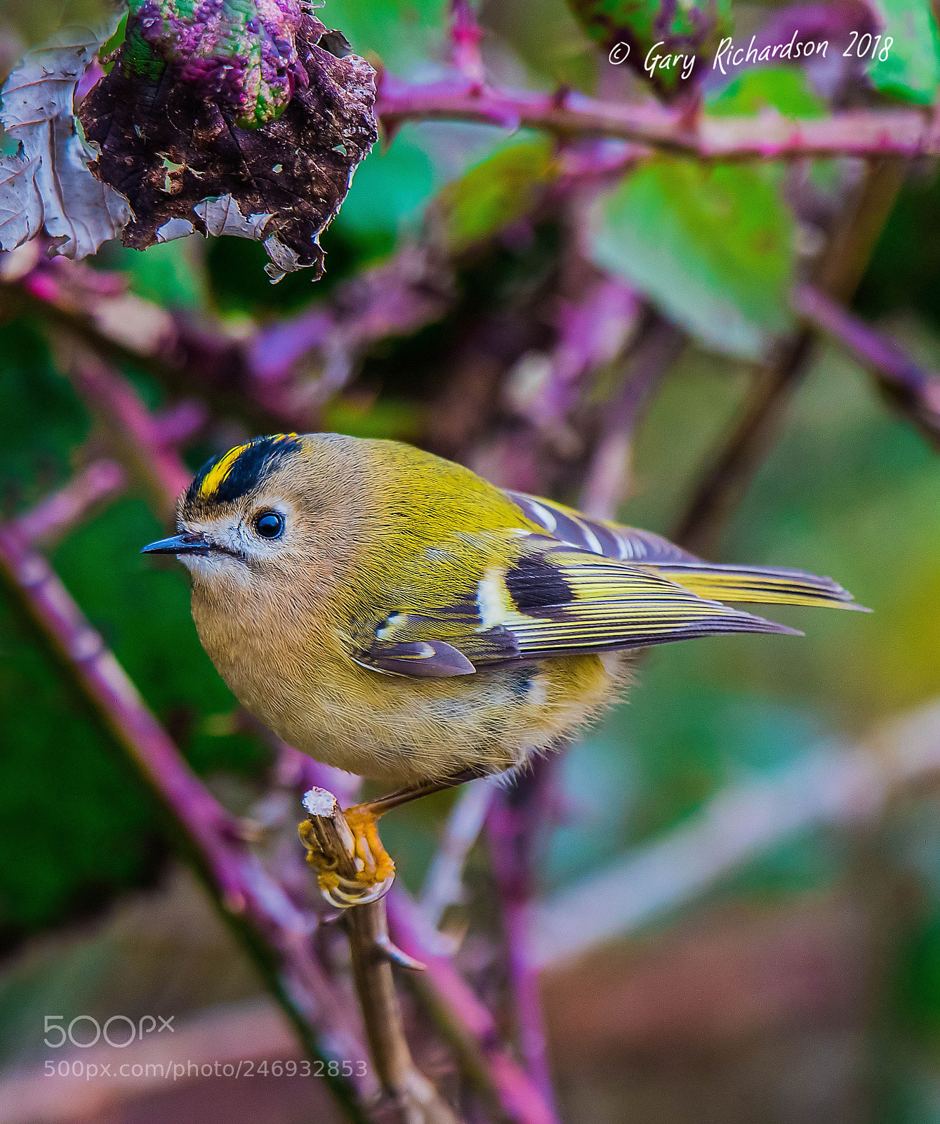 Nikon D500 sample photo. Goldcrest photography