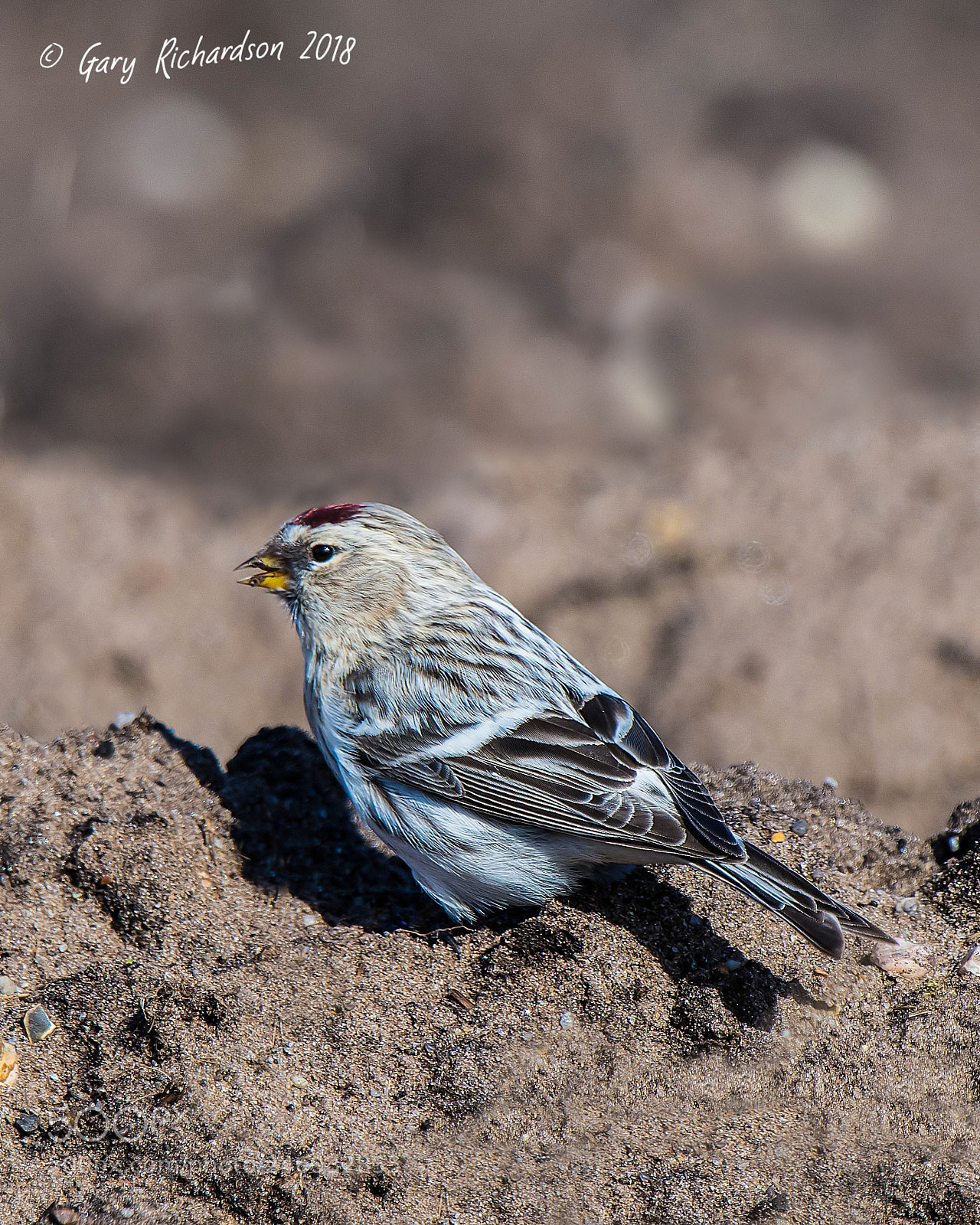 Nikon D500 sample photo. Coues' arctic redpoll photography