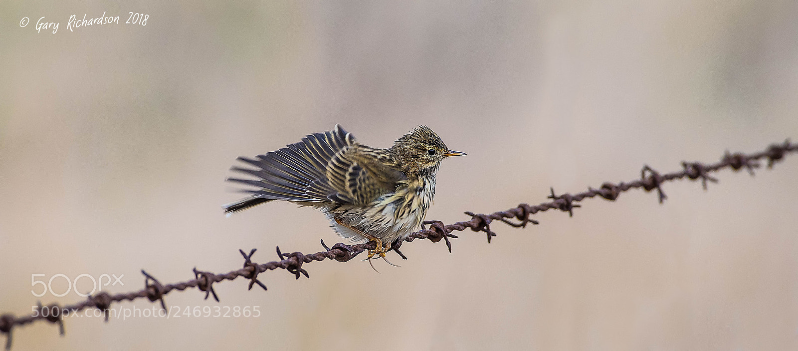 Nikon D500 sample photo. Meadow pipit photography