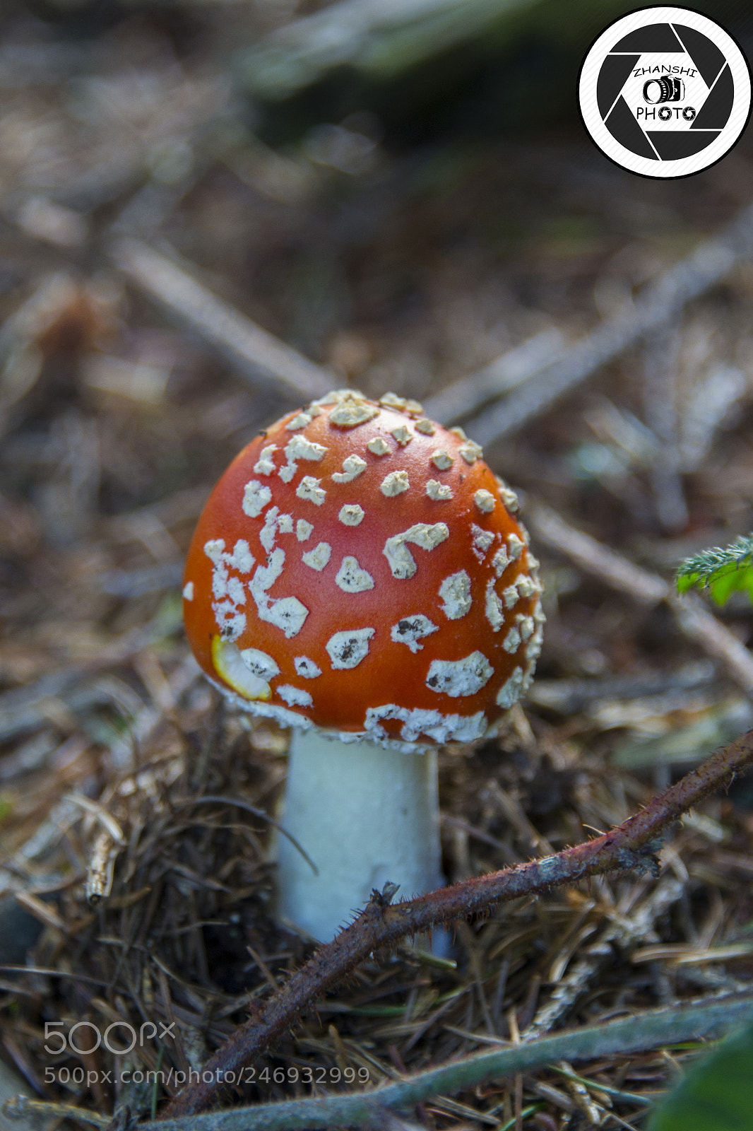 Nikon D3100 sample photo. Mushroom photography