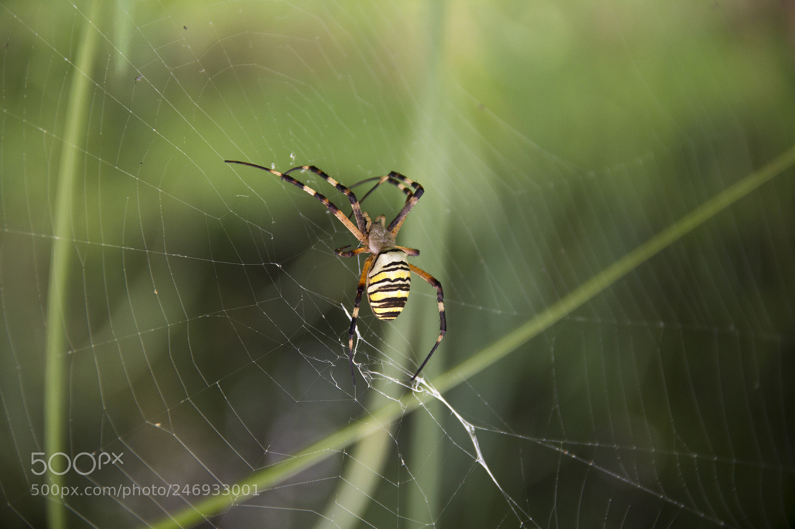 Canon EOS 60D sample photo. Spider photography