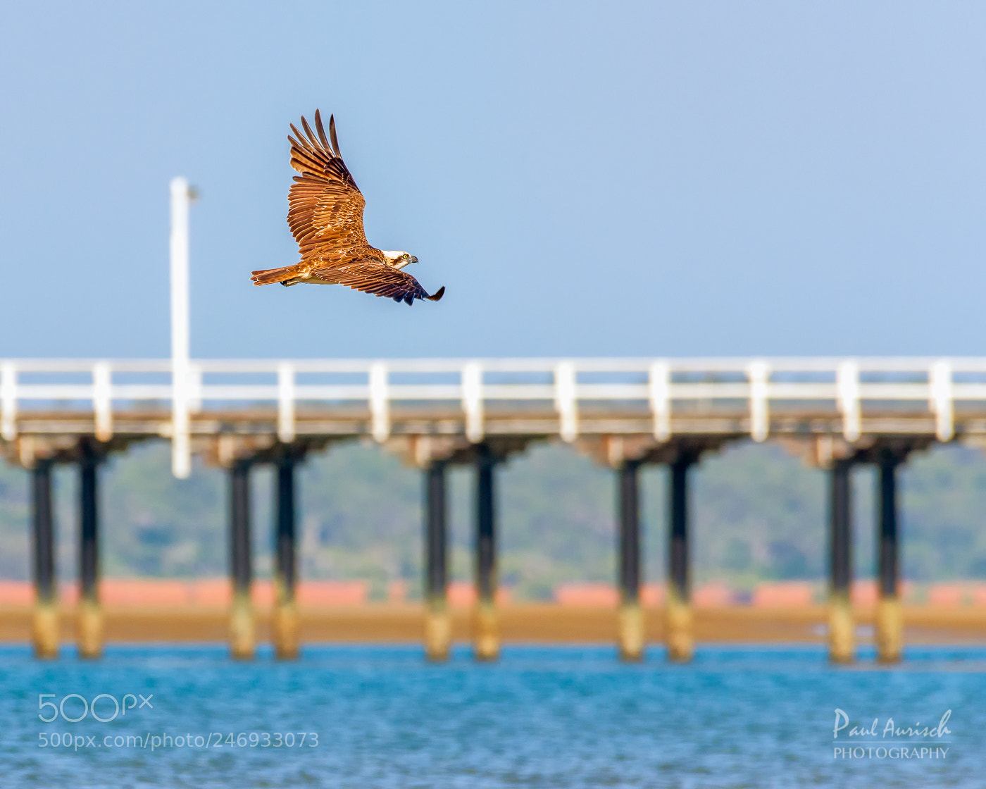 Nikon D500 sample photo. Osprey photography