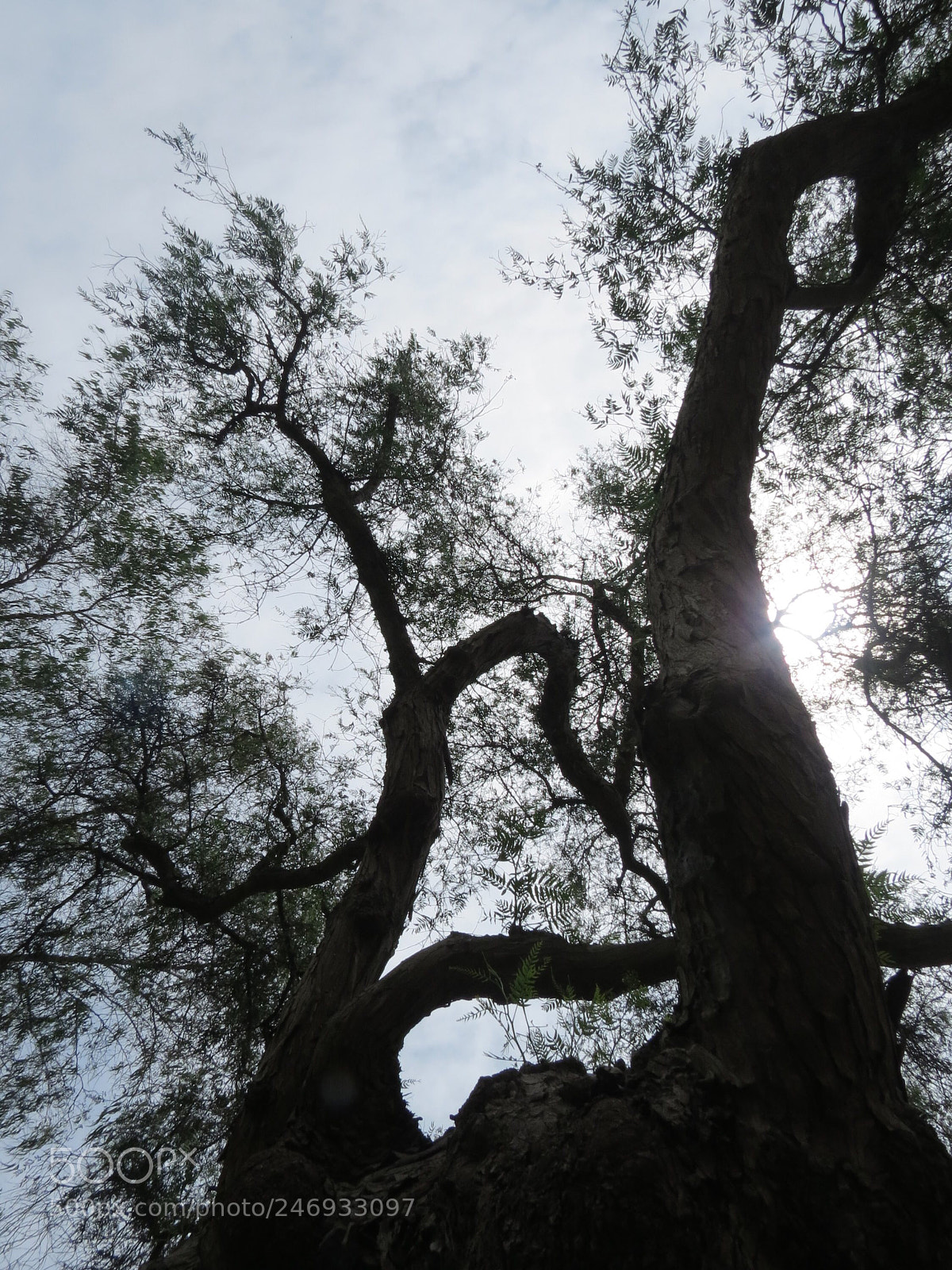 Canon PowerShot SX40 HS sample photo. Untitled photography