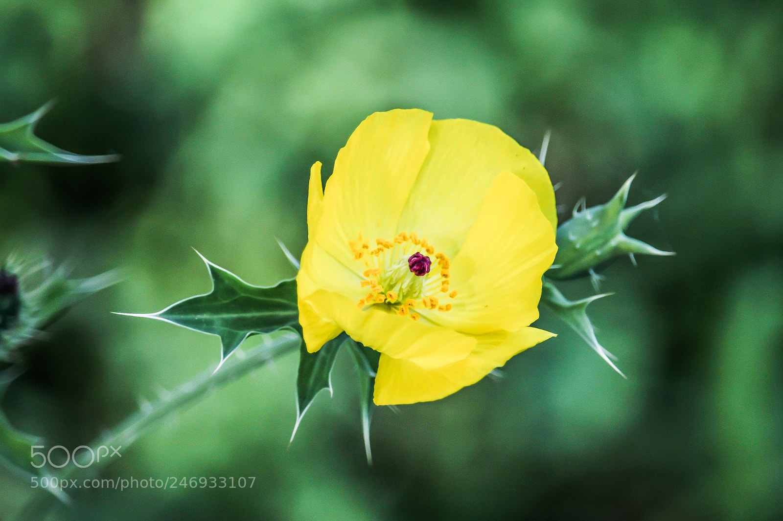 Canon EOS 1100D (EOS Rebel T3 / EOS Kiss X50) sample photo. Yellow pricklypoppy photography