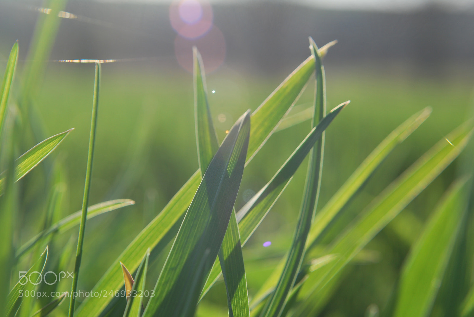 Nikon D60 sample photo. Fad fc db photography
