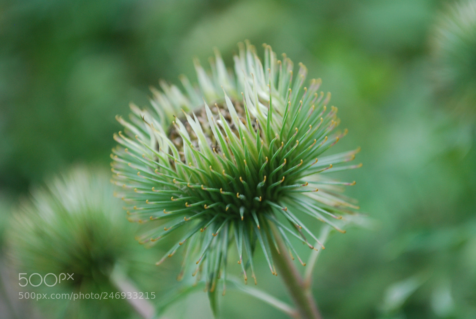 Nikon D60 sample photo. Cbbc cd bedc photography