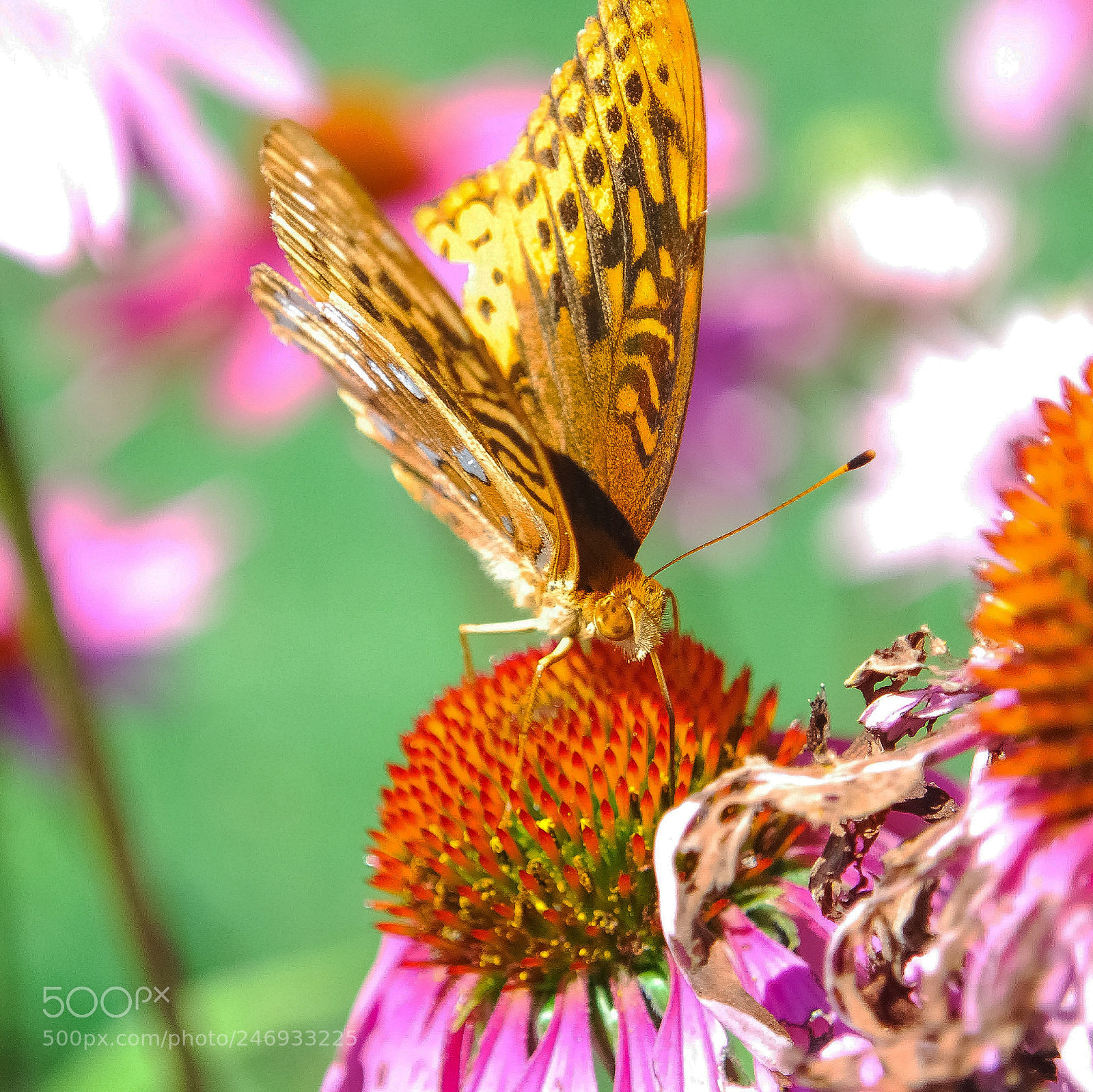 Nikon D60 sample photo. Butterfly photography