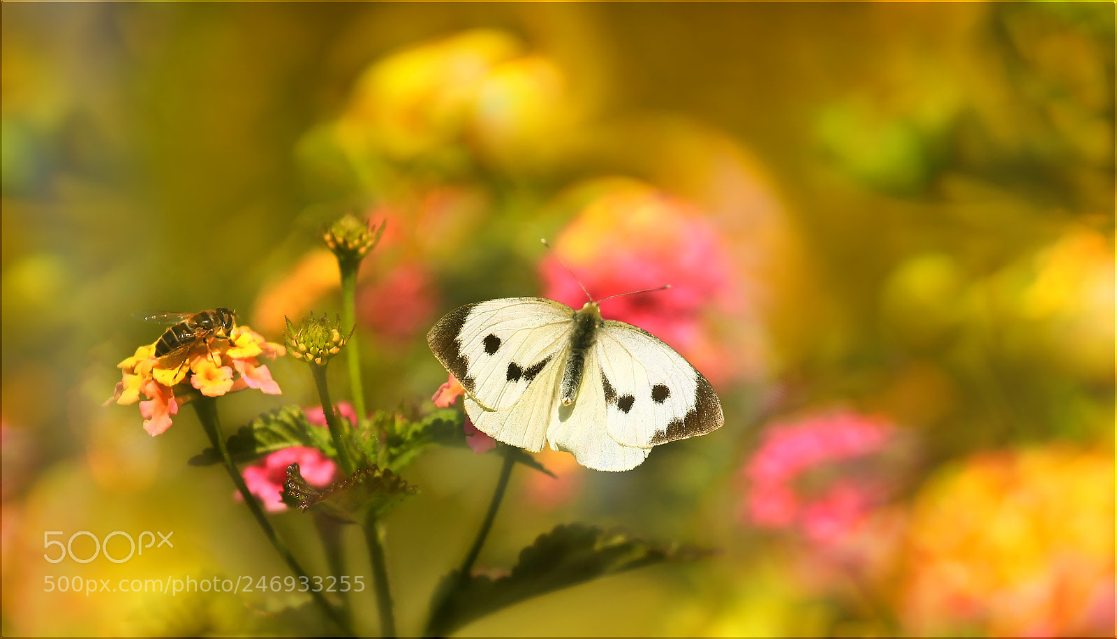 Canon EOS 5D sample photo. Ein schmetterling flattert durch photography