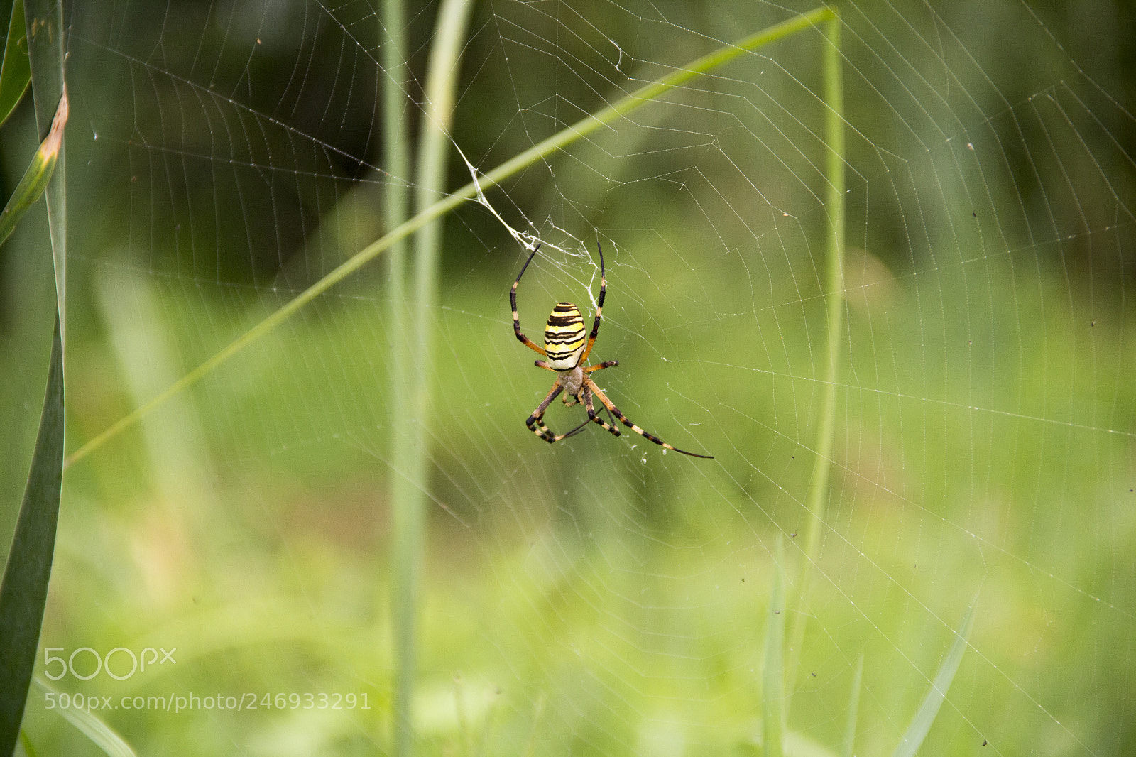 Canon EOS 60D sample photo. Spider photography