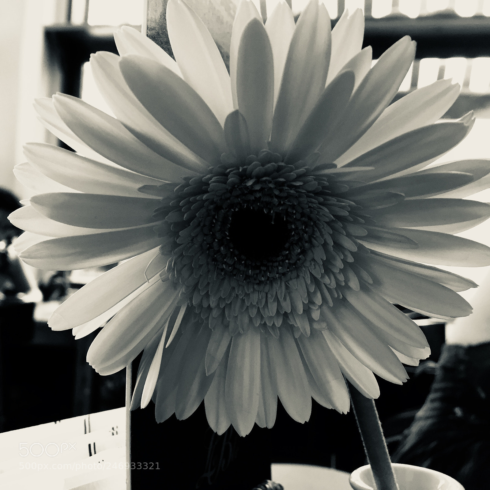 Apple iPhone 6 sample photo. Margarita !!!! photography