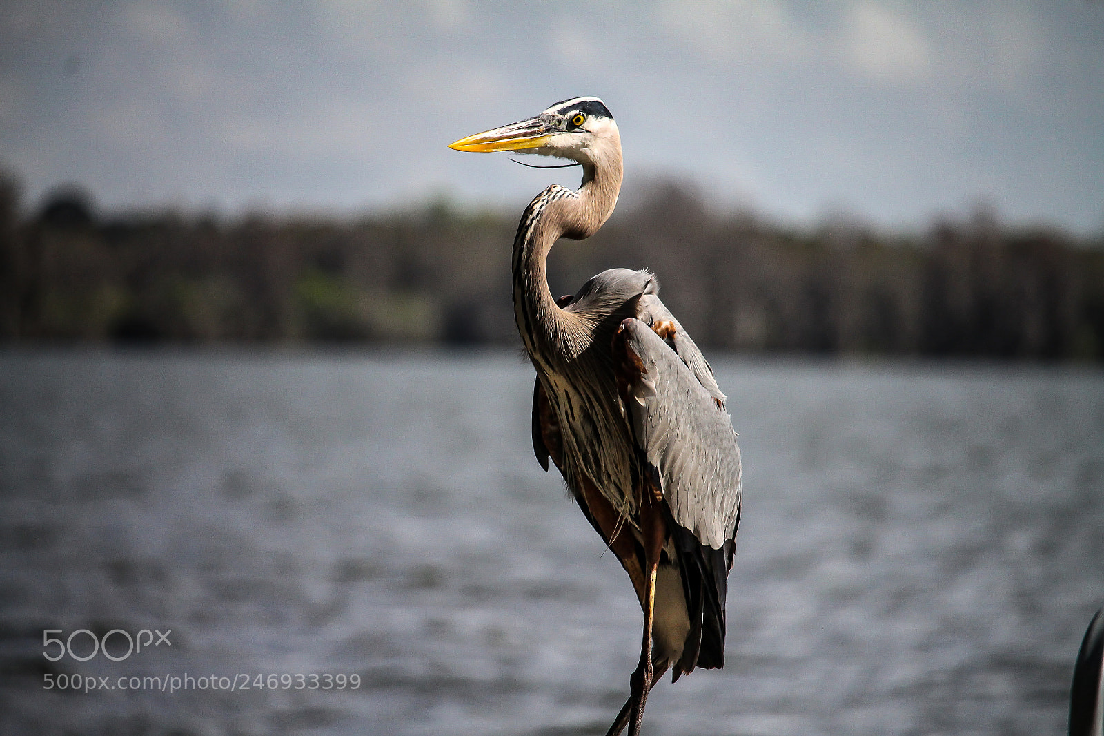 Canon EOS 1100D (EOS Rebel T3 / EOS Kiss X50) sample photo. Great blue heron photography