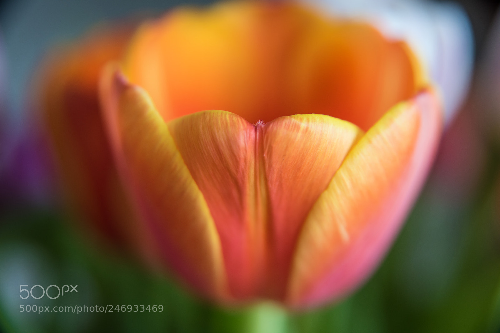 Nikon D810 sample photo. Untitled photography
