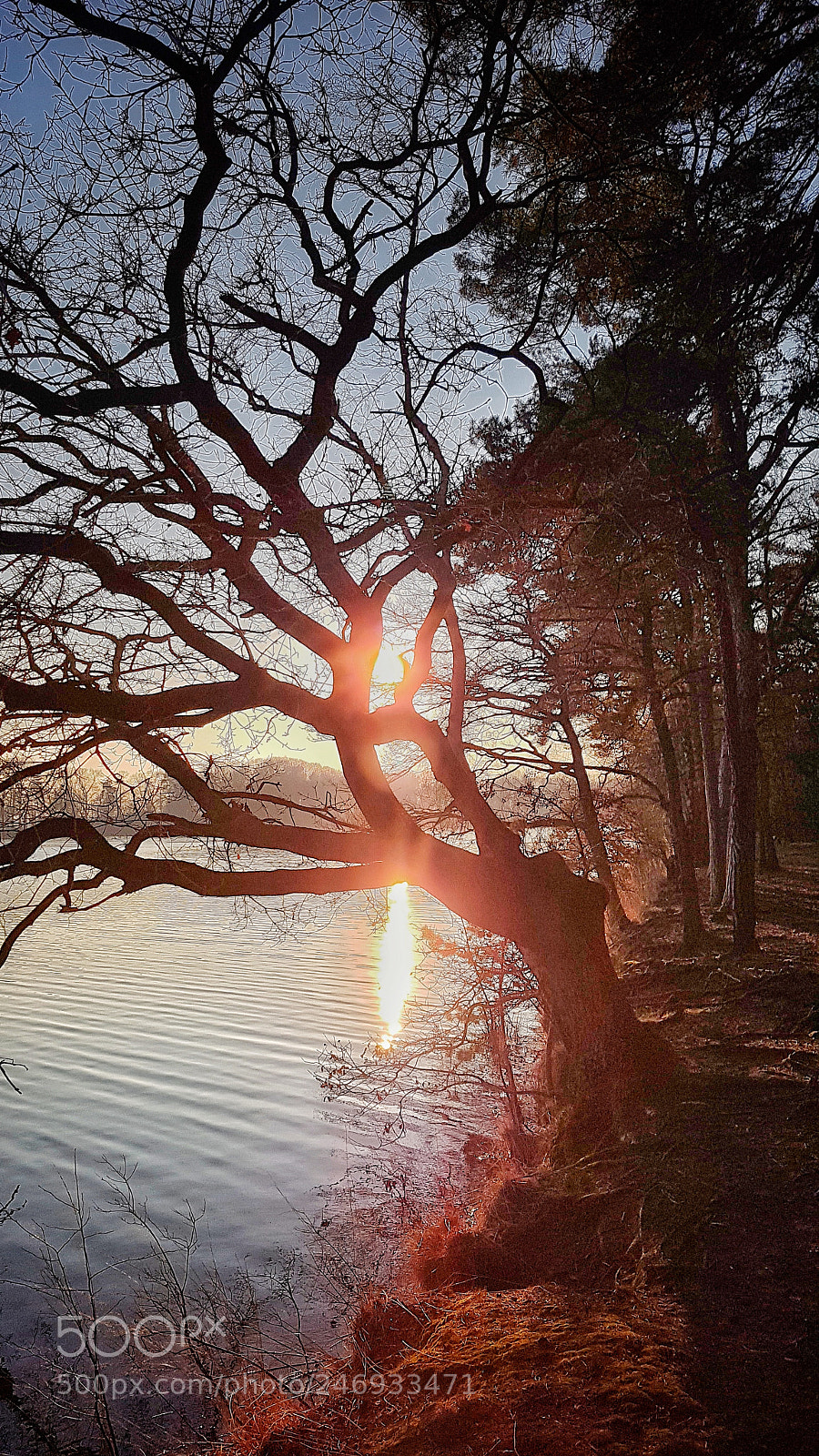 Samsung Galaxy S7 sample photo. Tree photography