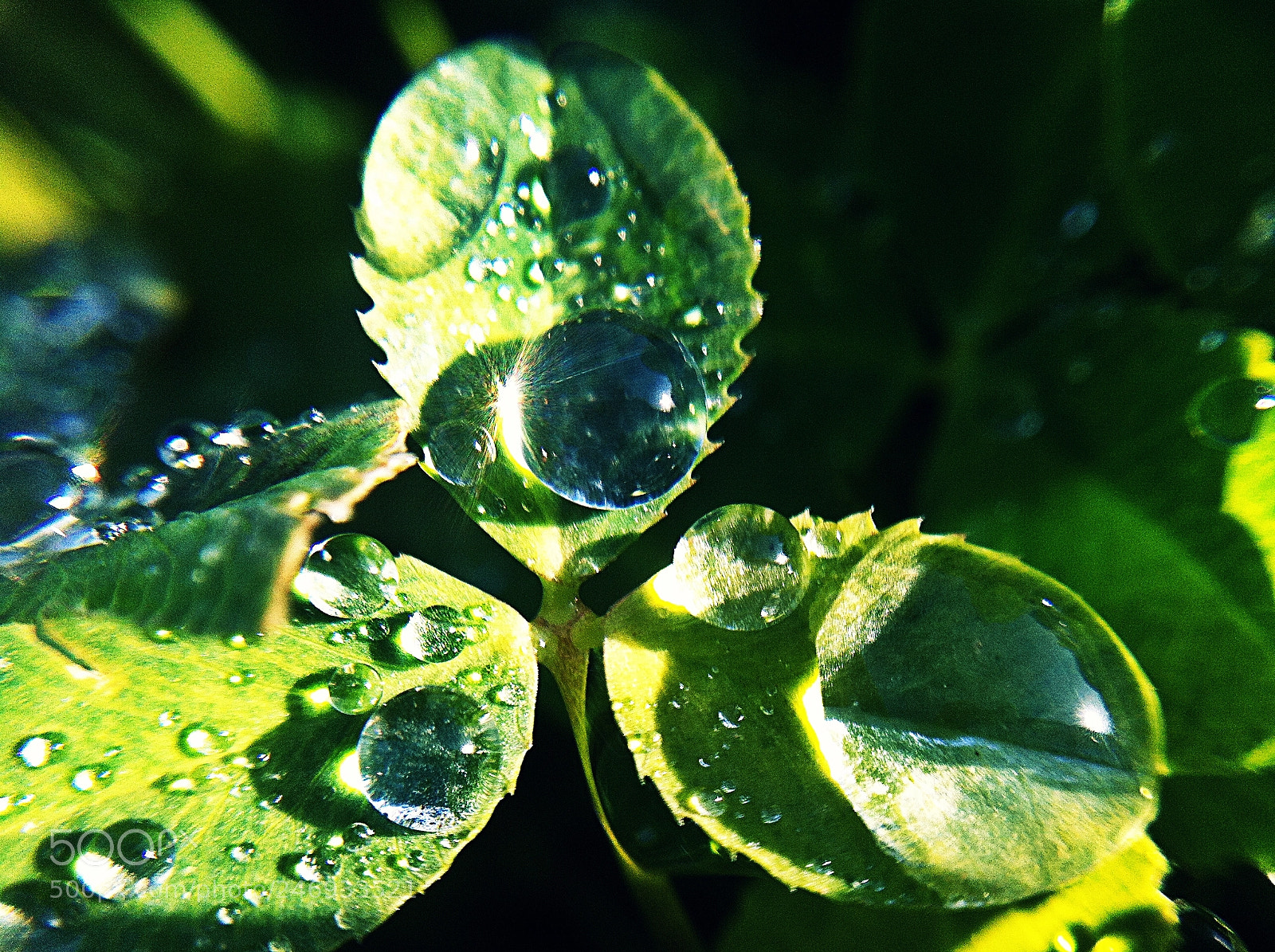 Apple iPhone 4 sample photo. Water drop photography