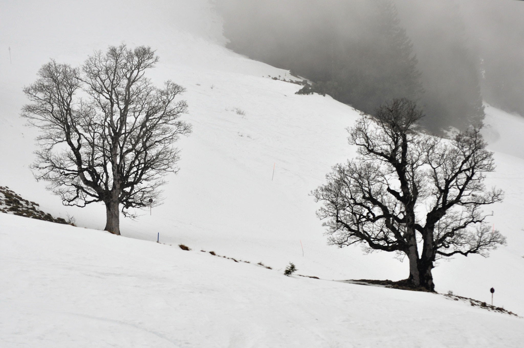 Nikon D90 sample photo. Old mountain ahorns photography