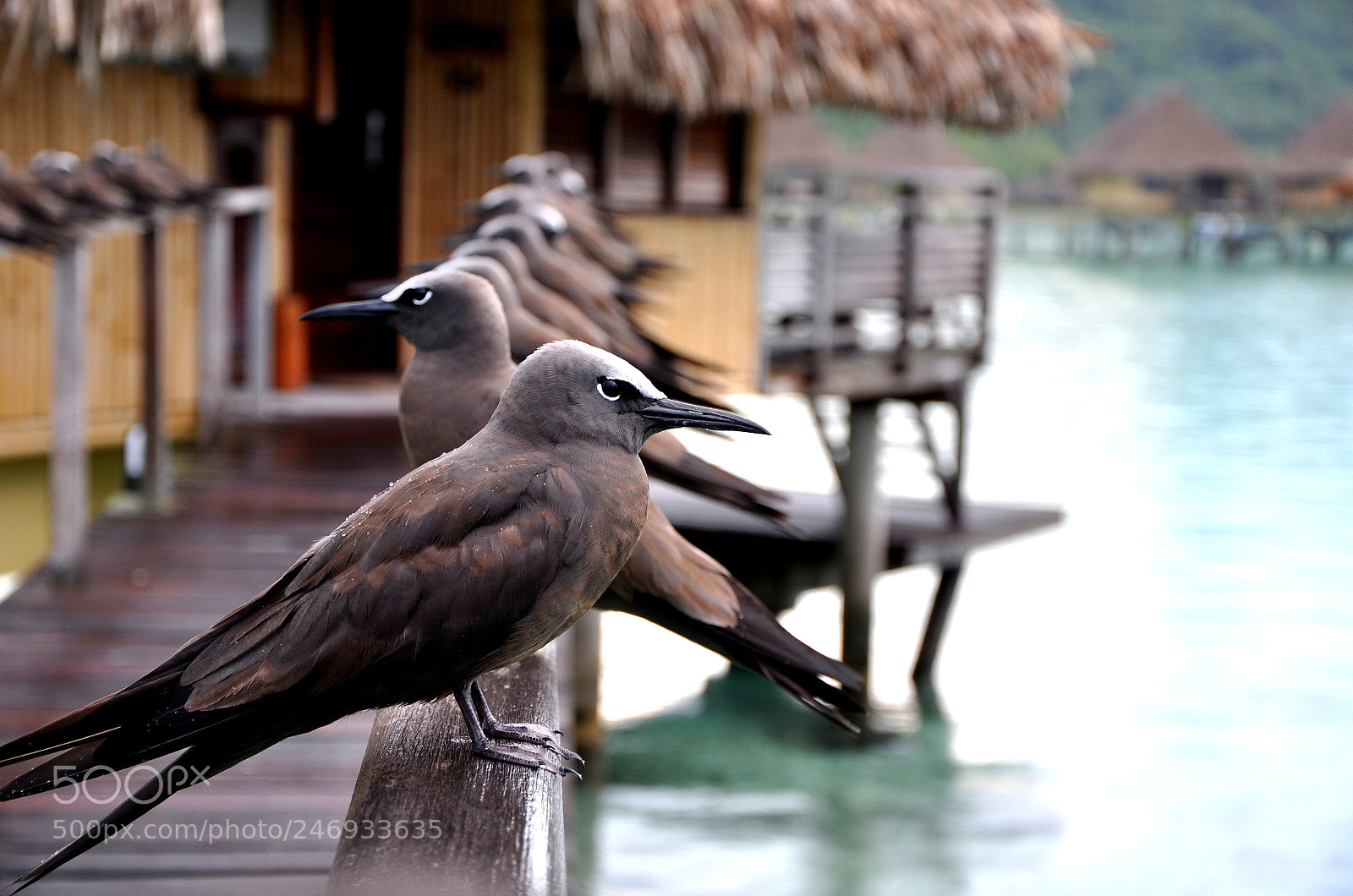 Nikon D90 sample photo. Stay different. stay weird. photography