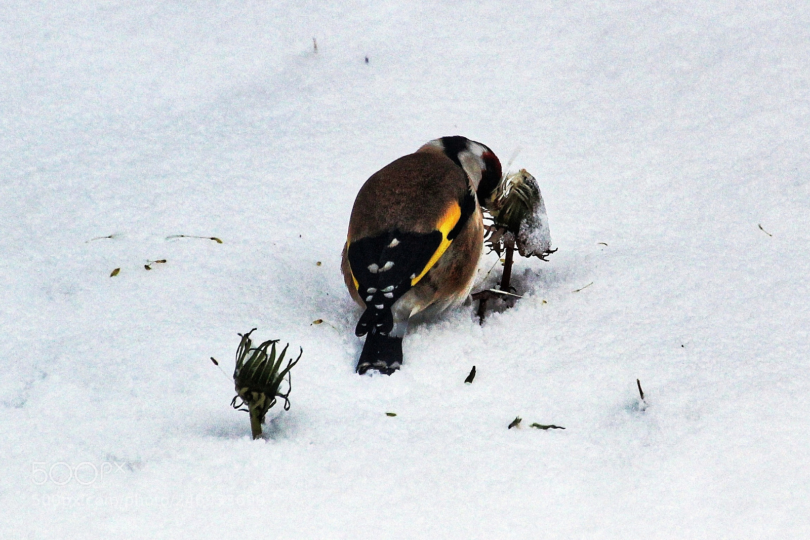 Canon EOS 600D (Rebel EOS T3i / EOS Kiss X5) sample photo. Goldfinch in the snow photography