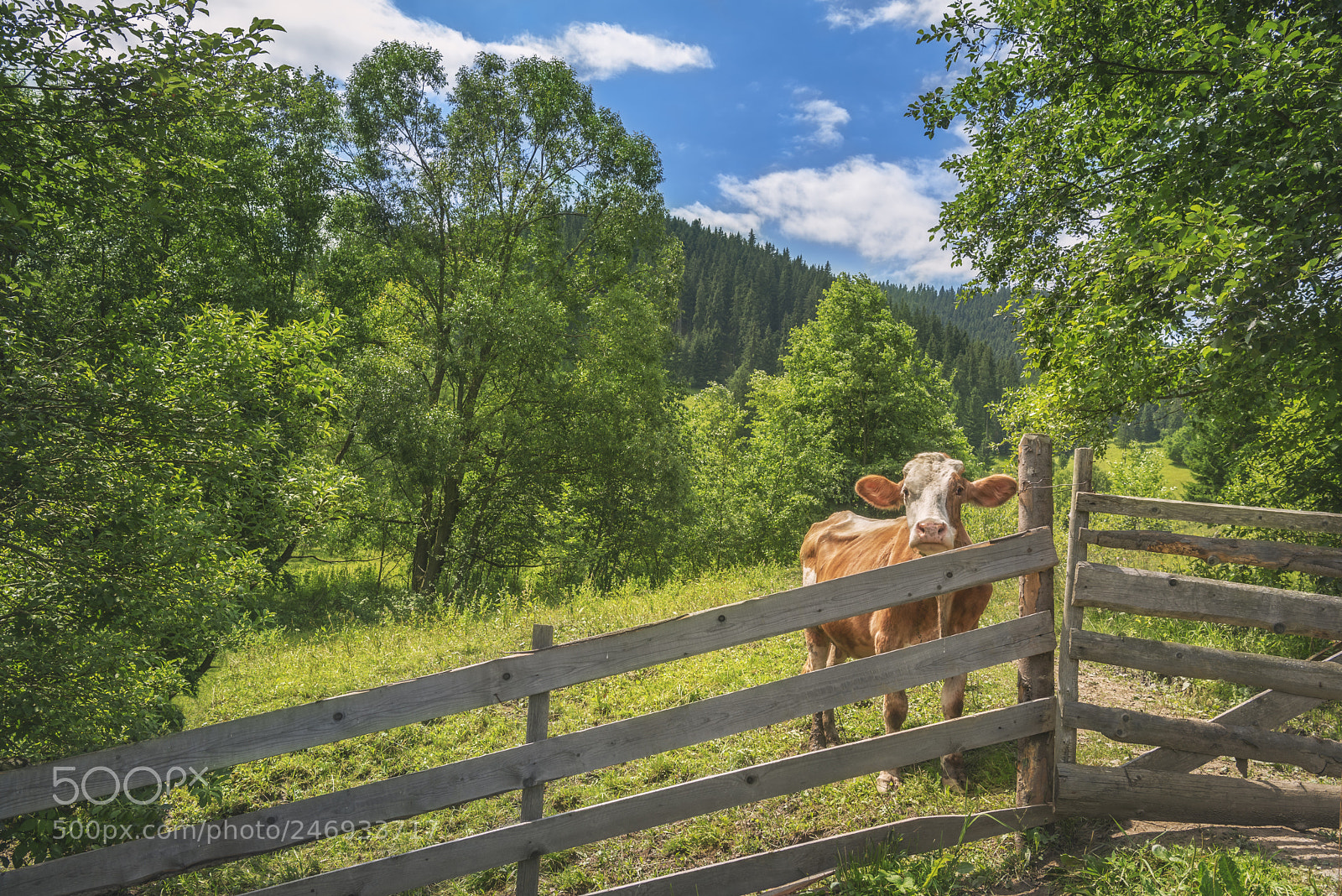 Nikon D750 sample photo. Cow behind a fence photography