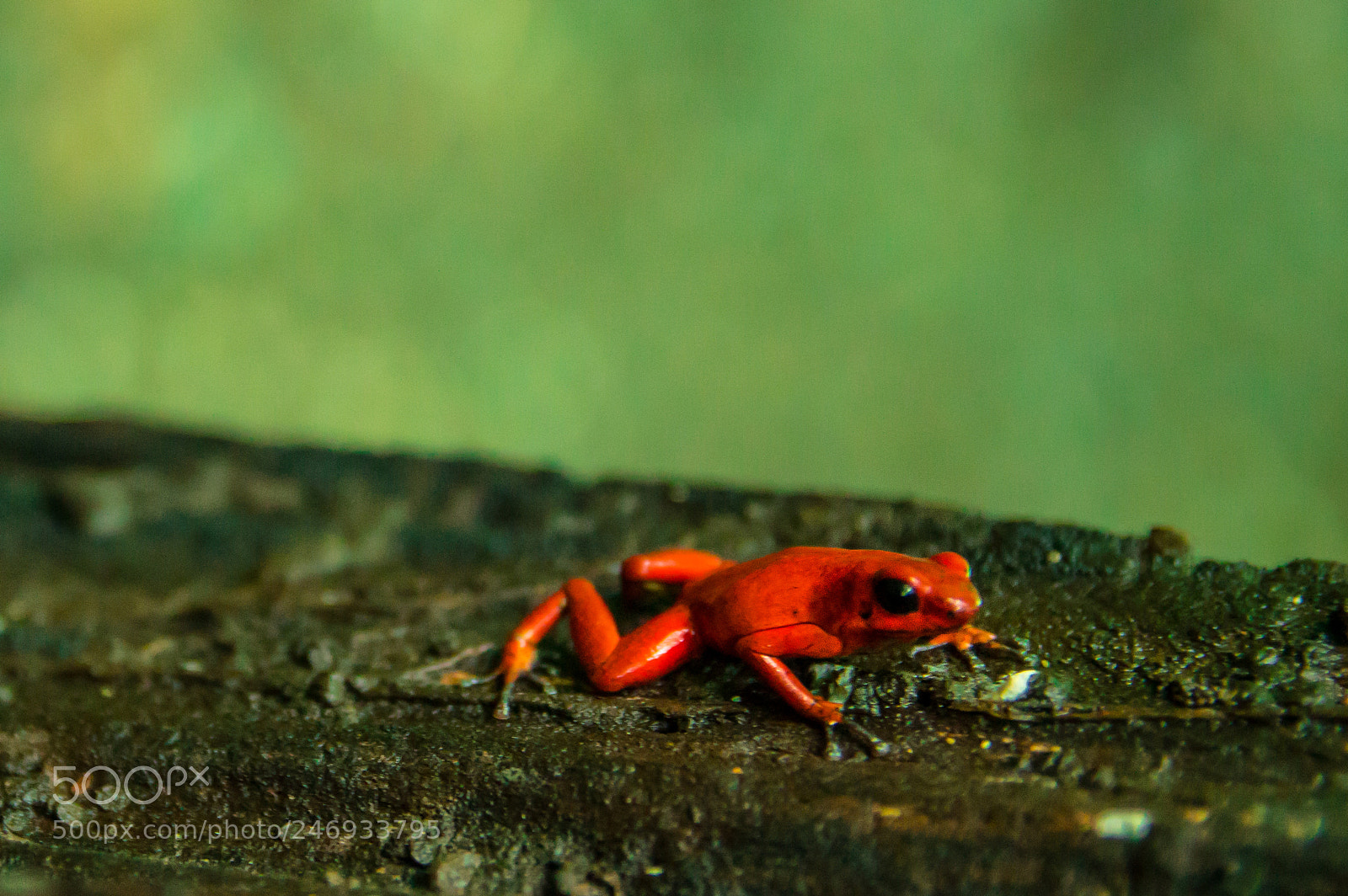 Nikon D3200 sample photo. Red poisonous frog photography