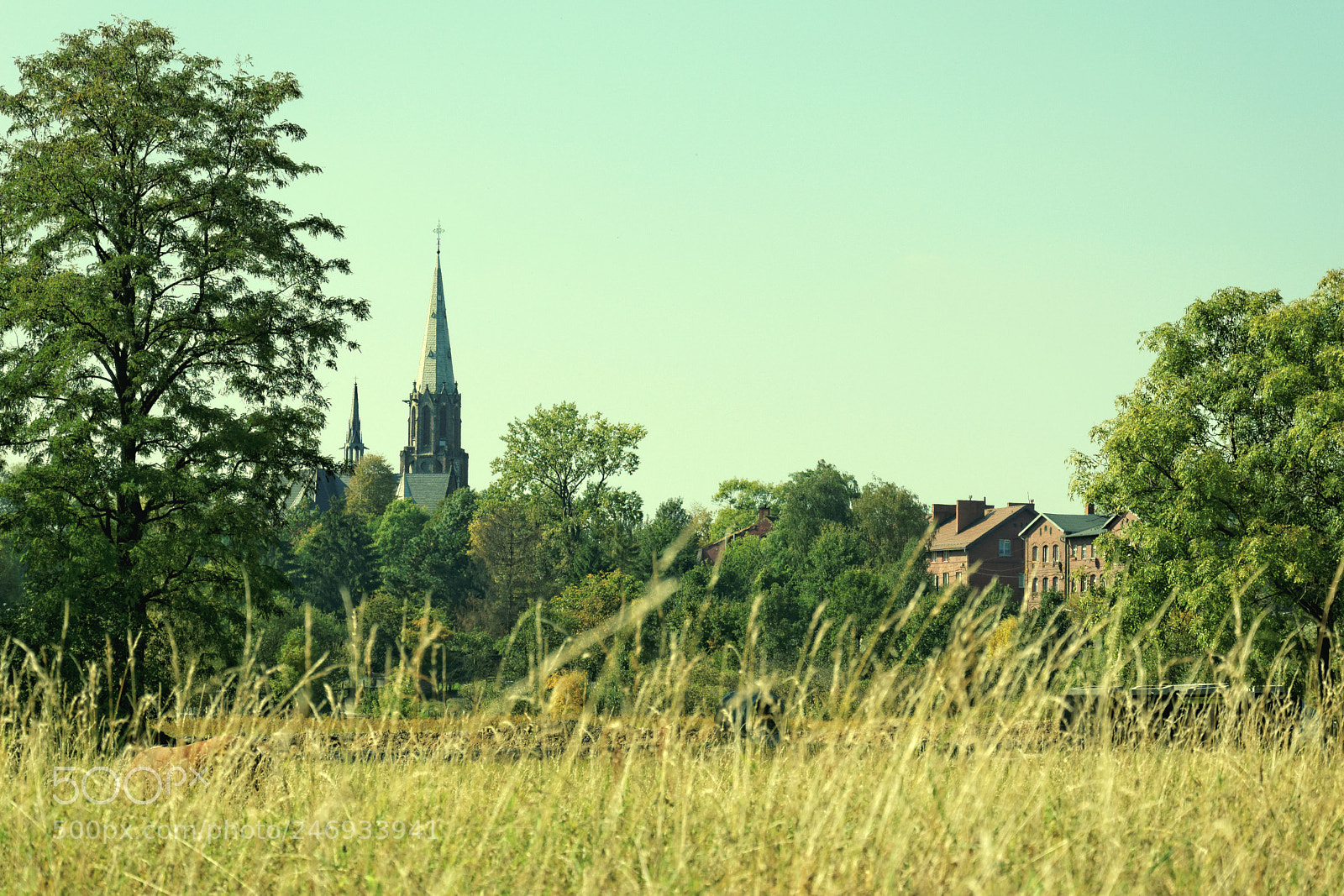 Nikon D5200 sample photo. From the grass level photography