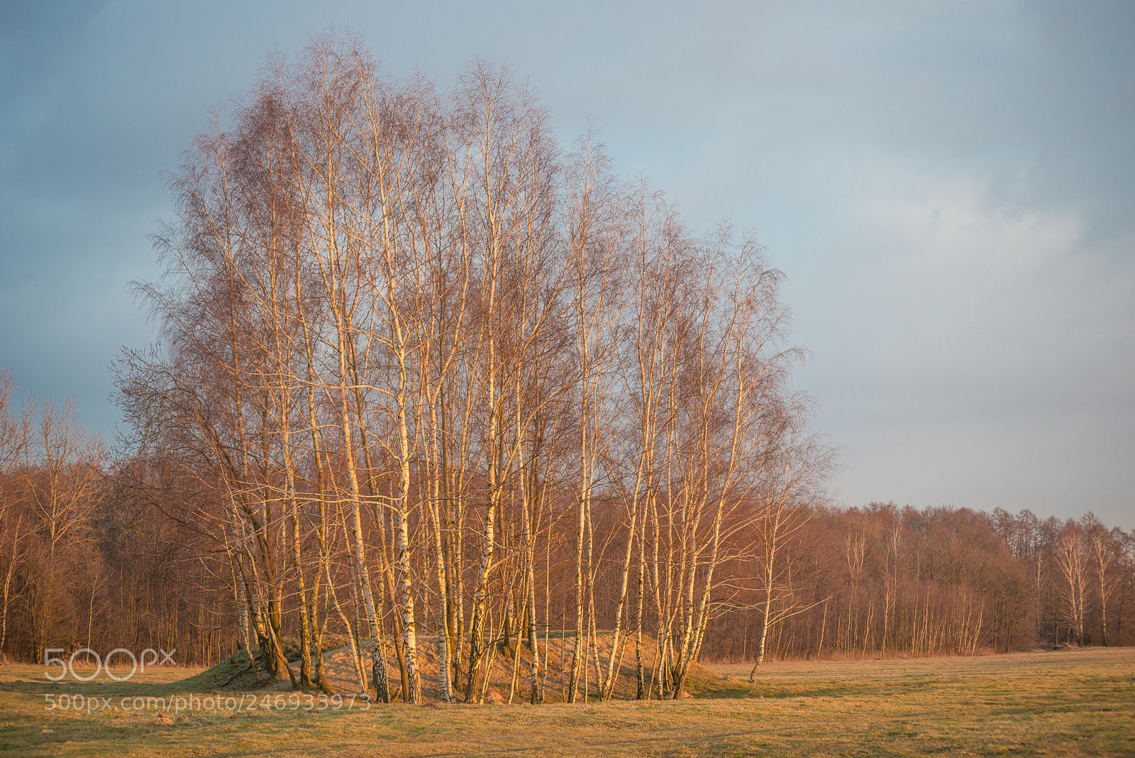 Nikon D600 sample photo. Brzoza photography