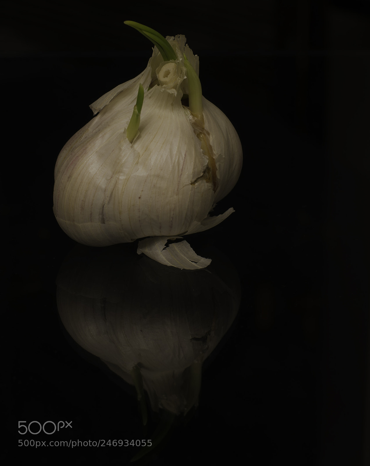 Nikon D800E sample photo. Knobi photography
