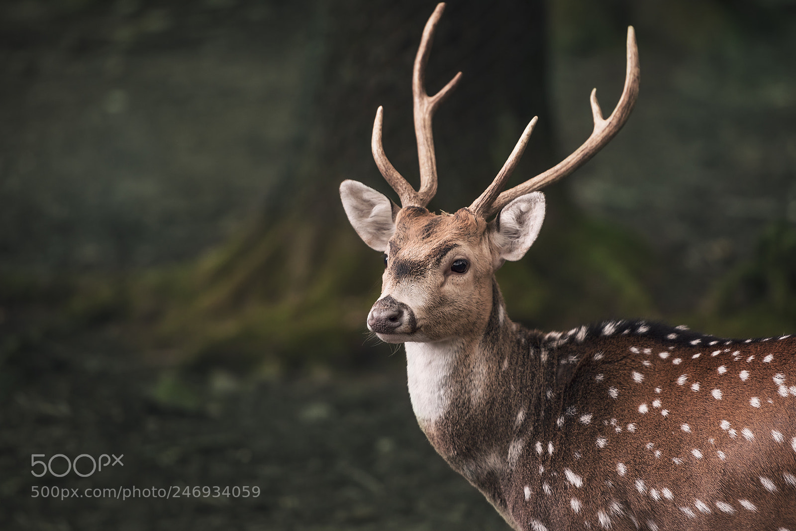 Nikon D750 sample photo. Cute fallow buck deer photography