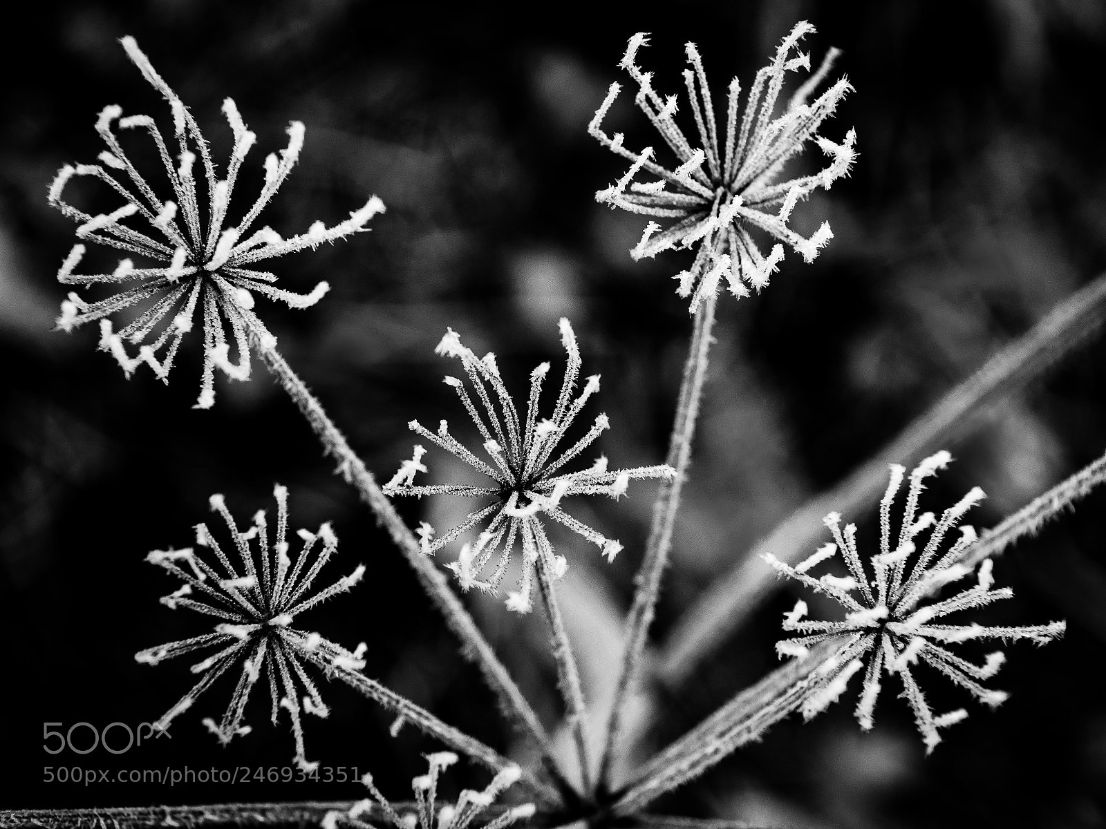 Nikon D810 sample photo. Frozen withered blossom photography