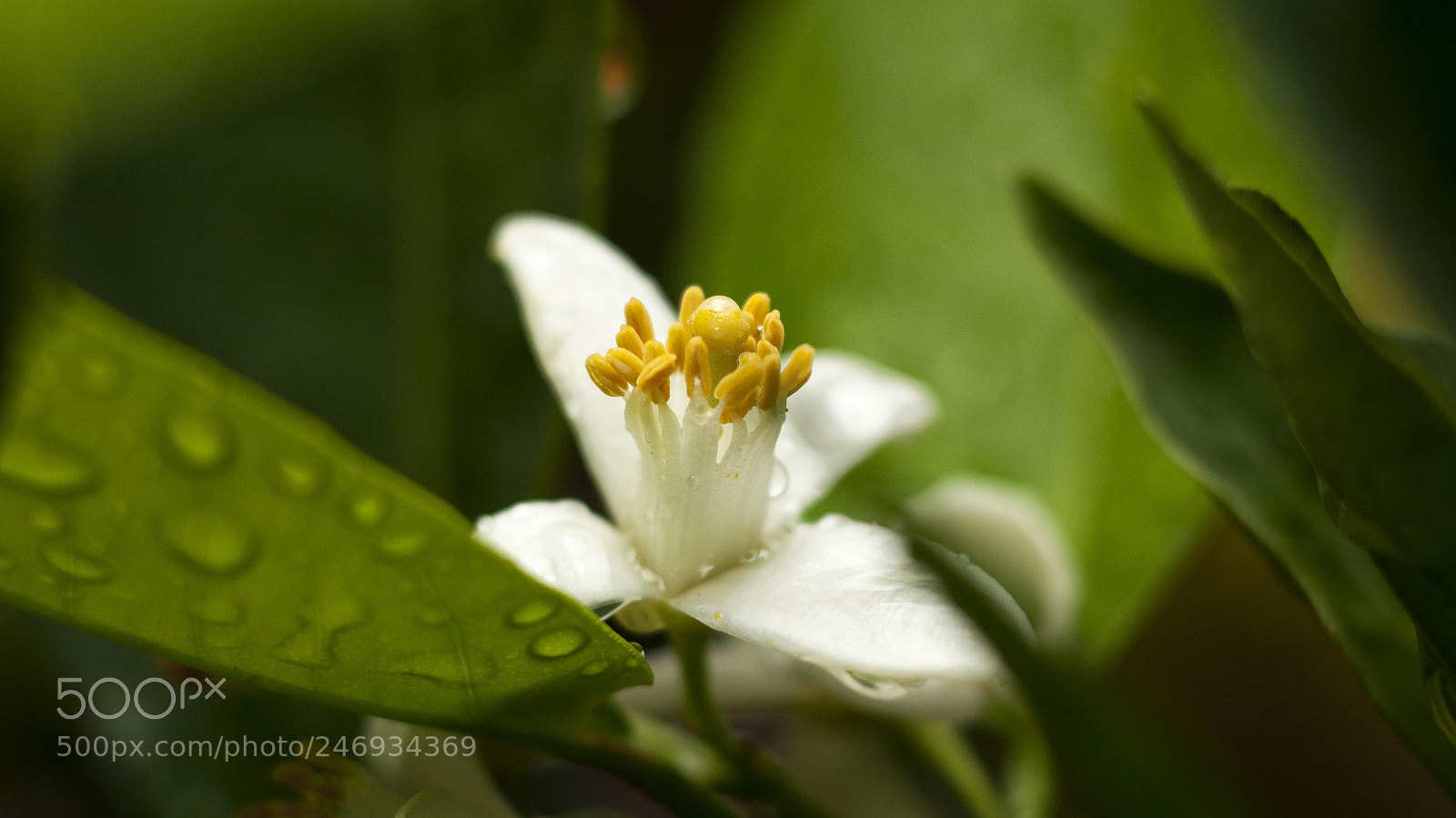 Nikon D300S sample photo. Flor del limonero photography