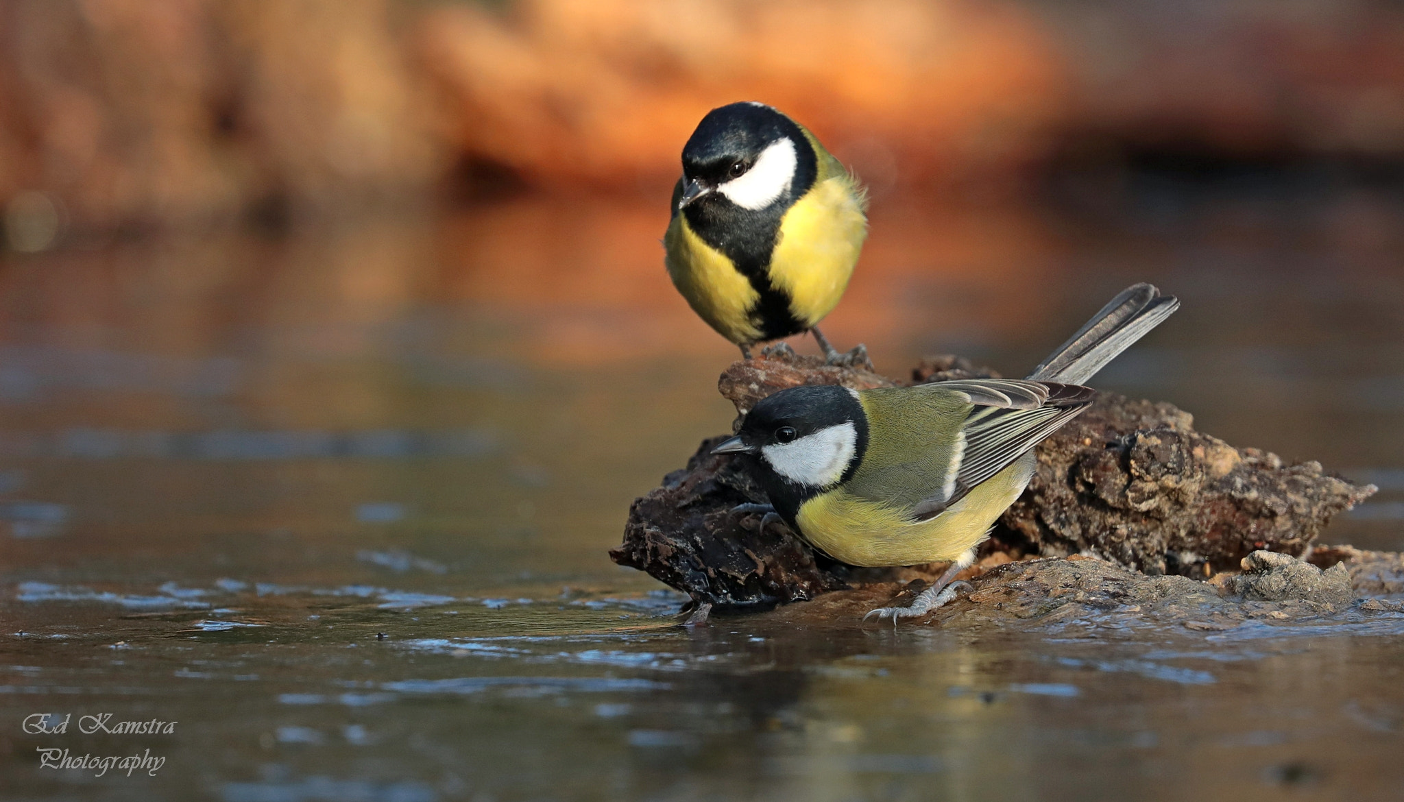 Canon EOS 5D Mark IV + Canon EF 100-400mm F4.5-5.6L IS II USM sample photo. Two great tits photography