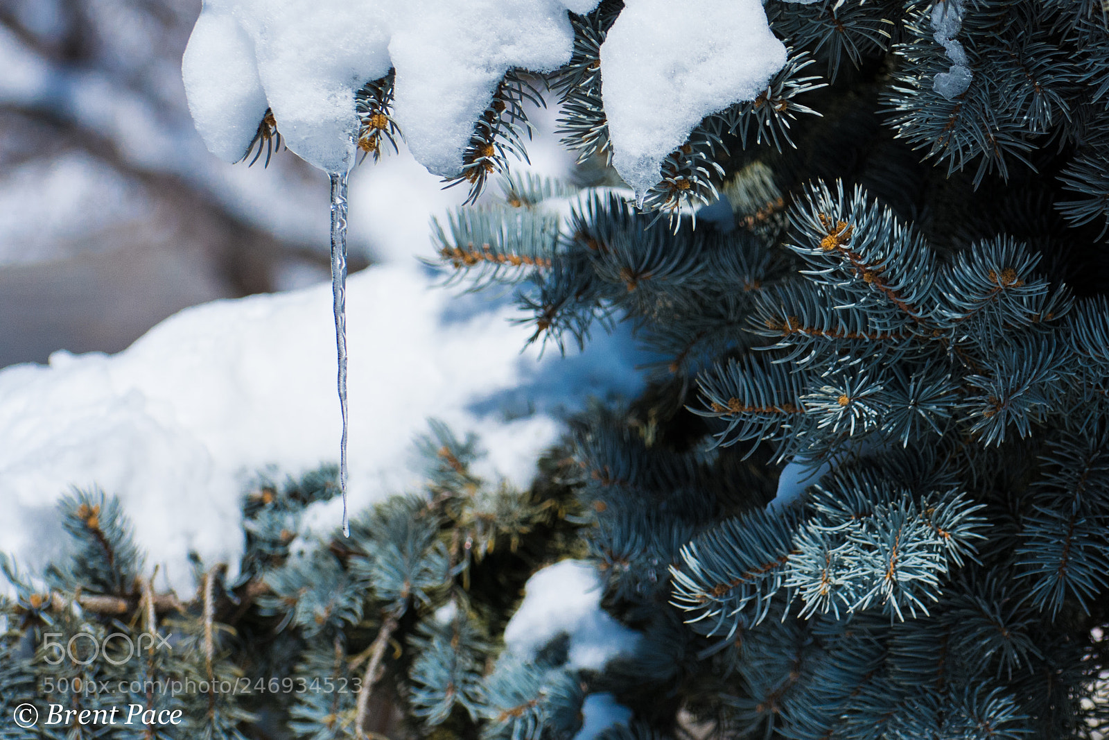 Nikon D7100 sample photo. Tree with snow and photography