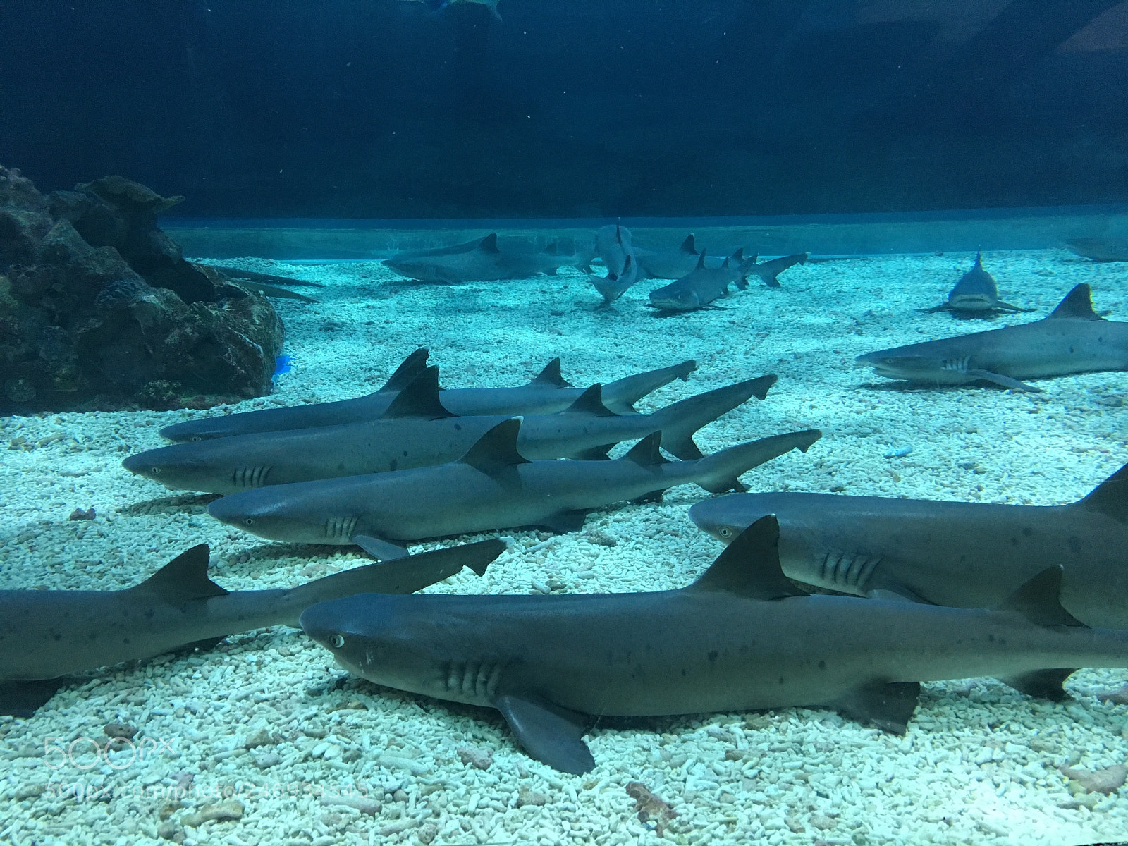 Apple iPhone 6s sample photo. “the harmless sharks” photography