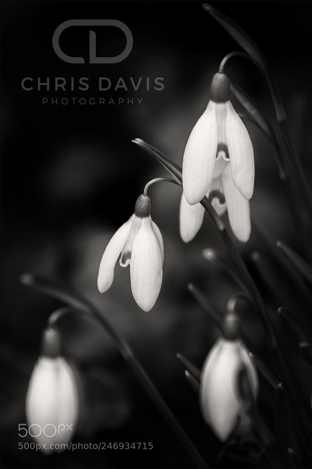 Canon EOS 50D sample photo. Snow drops photography