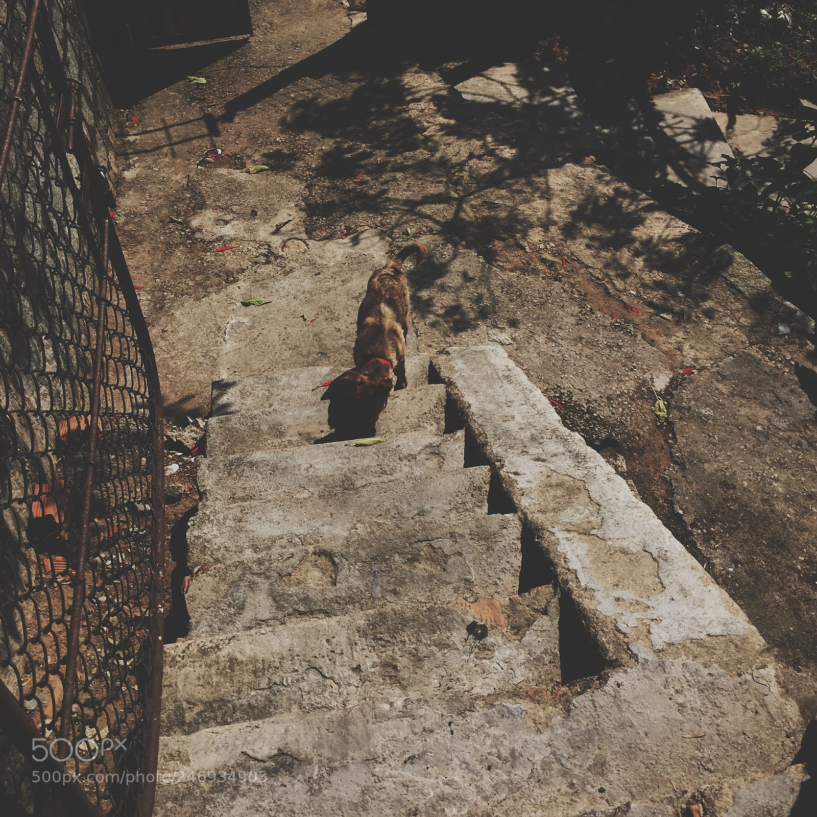 Apple iPhone 6 sample photo. Dog photography