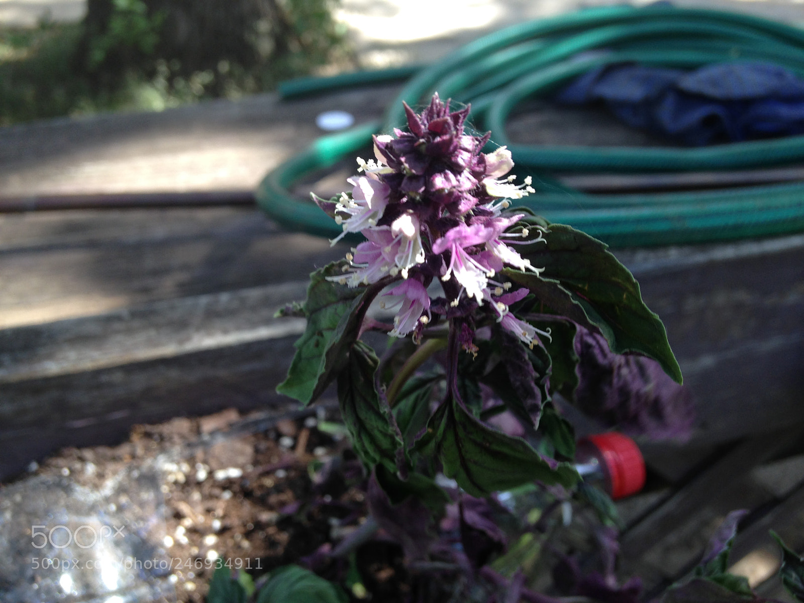 Apple iPhone 5c sample photo. October photography