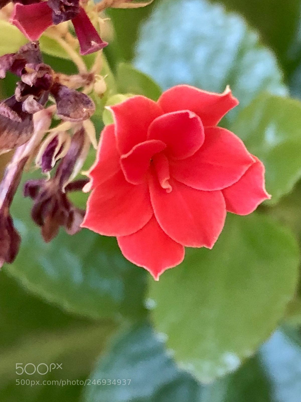 Apple iPhone 8 sample photo. Untitled photography