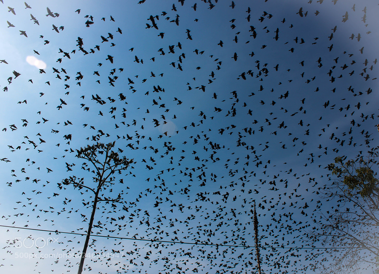 Canon EOS 550D (EOS Rebel T2i / EOS Kiss X4) sample photo. Miles de aves. photography