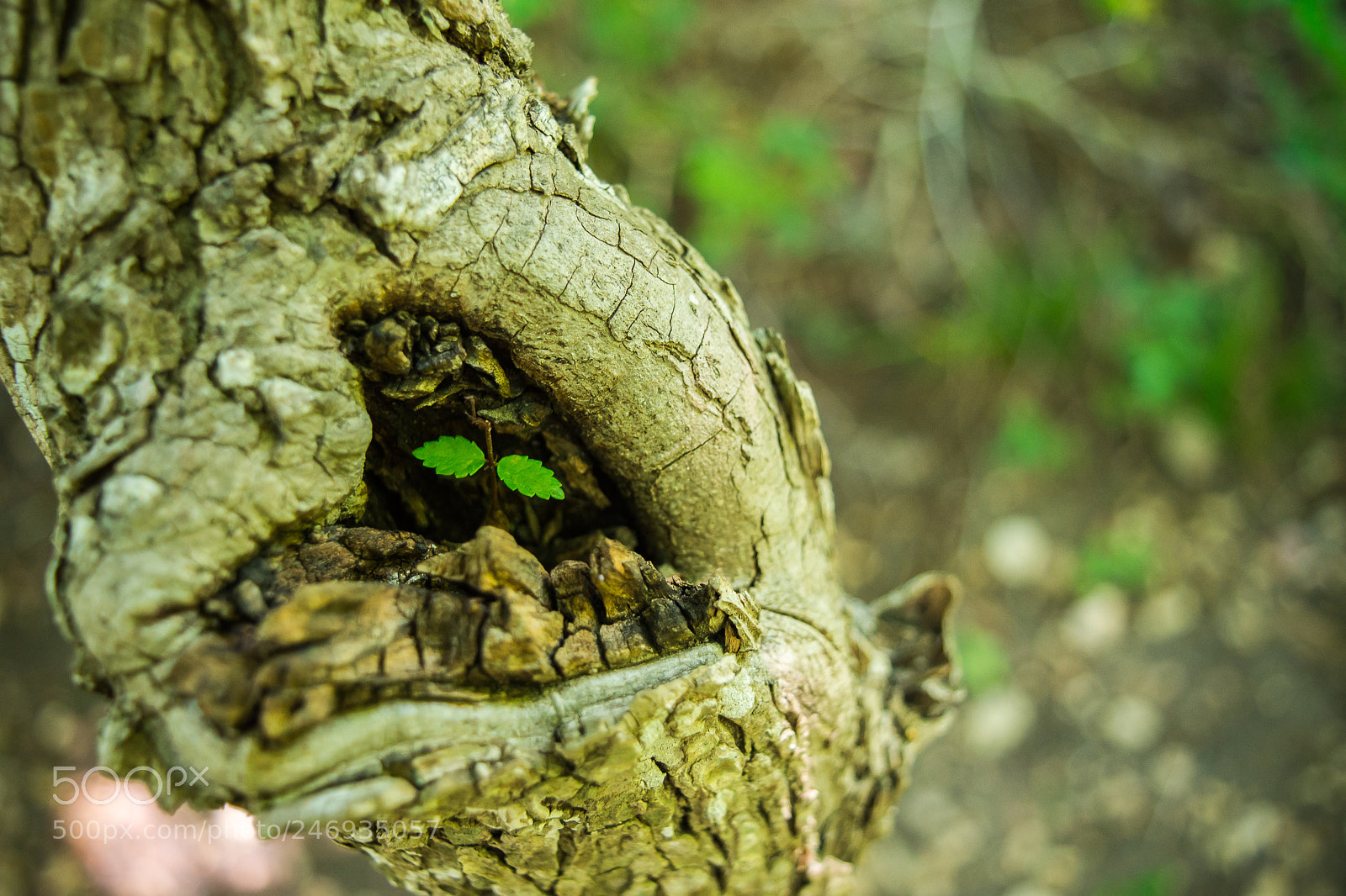 Nikon D7200 sample photo. Untitled photography