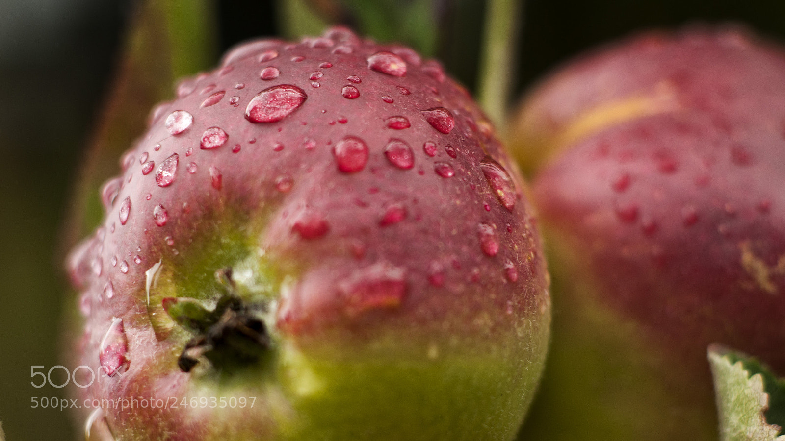 Nikon D300S sample photo. Manzana photography