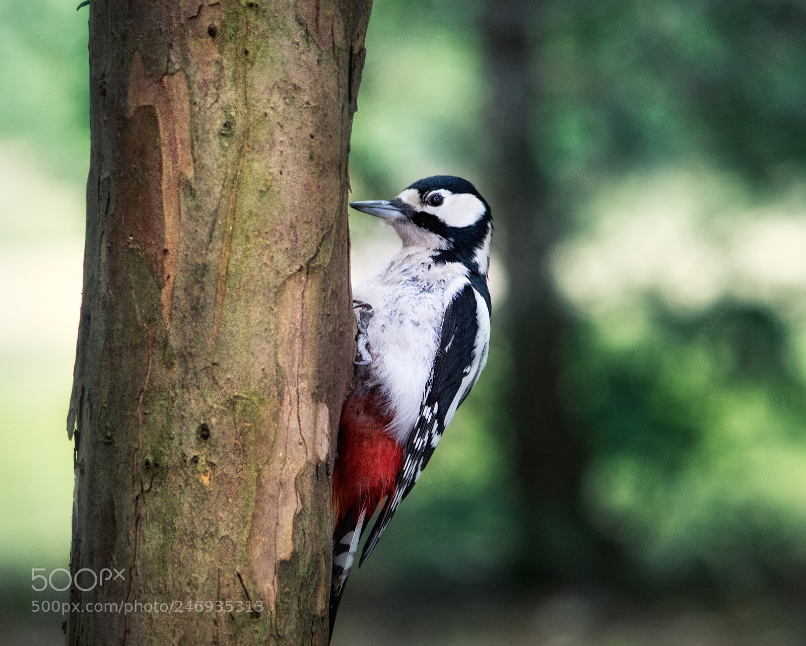 Canon EOS 77D (EOS 9000D / EOS 770D) sample photo. Woodpecker photography